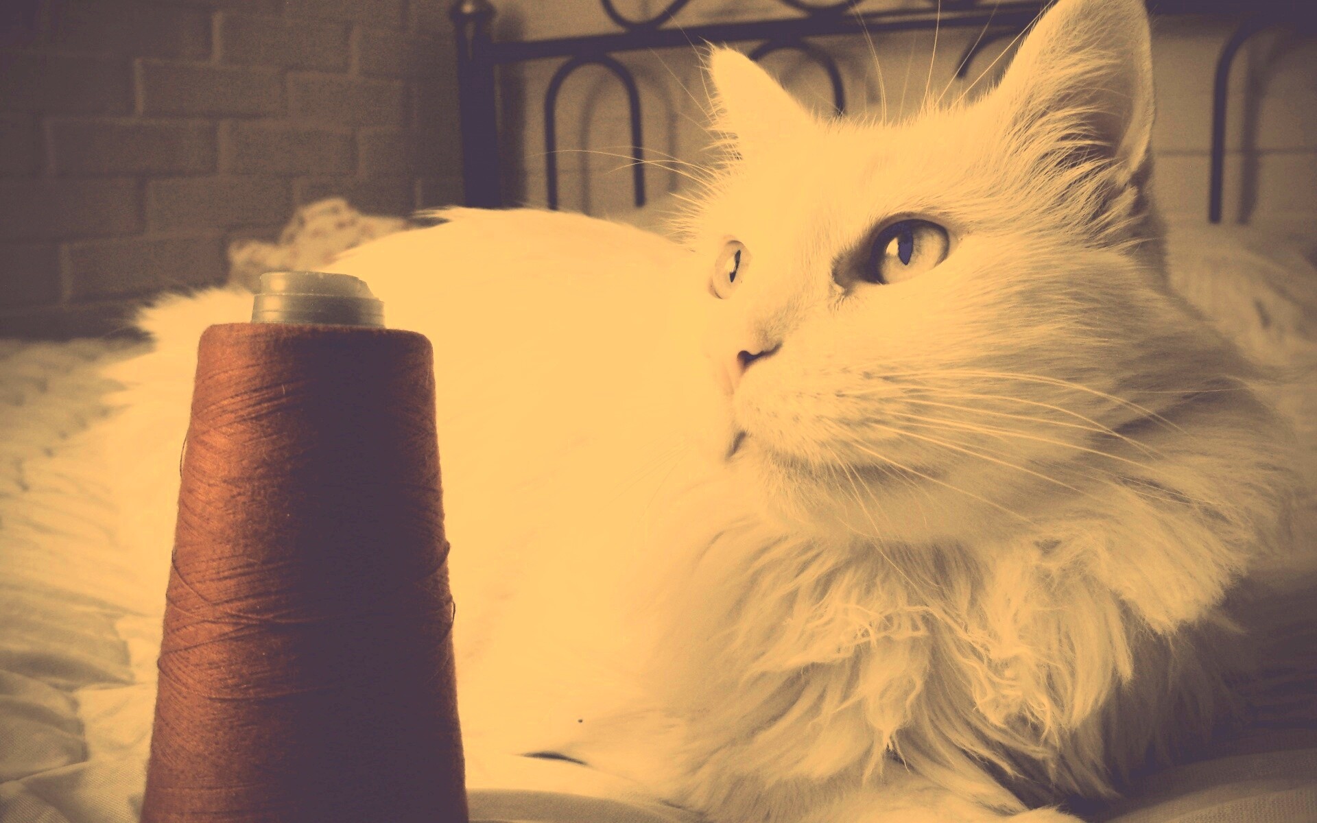 Белый кот с катушкой ниток обои