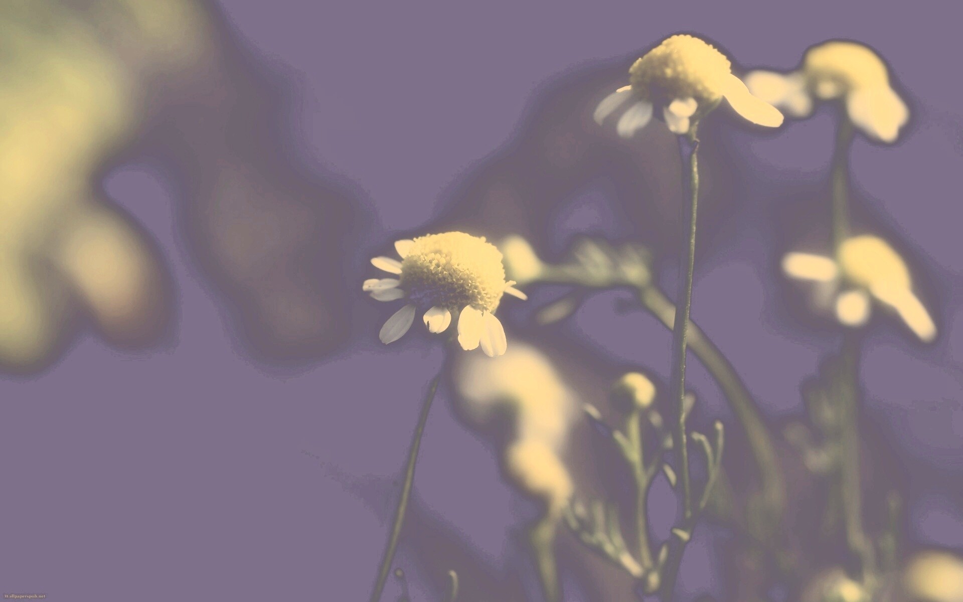 Стремный лепестун обои