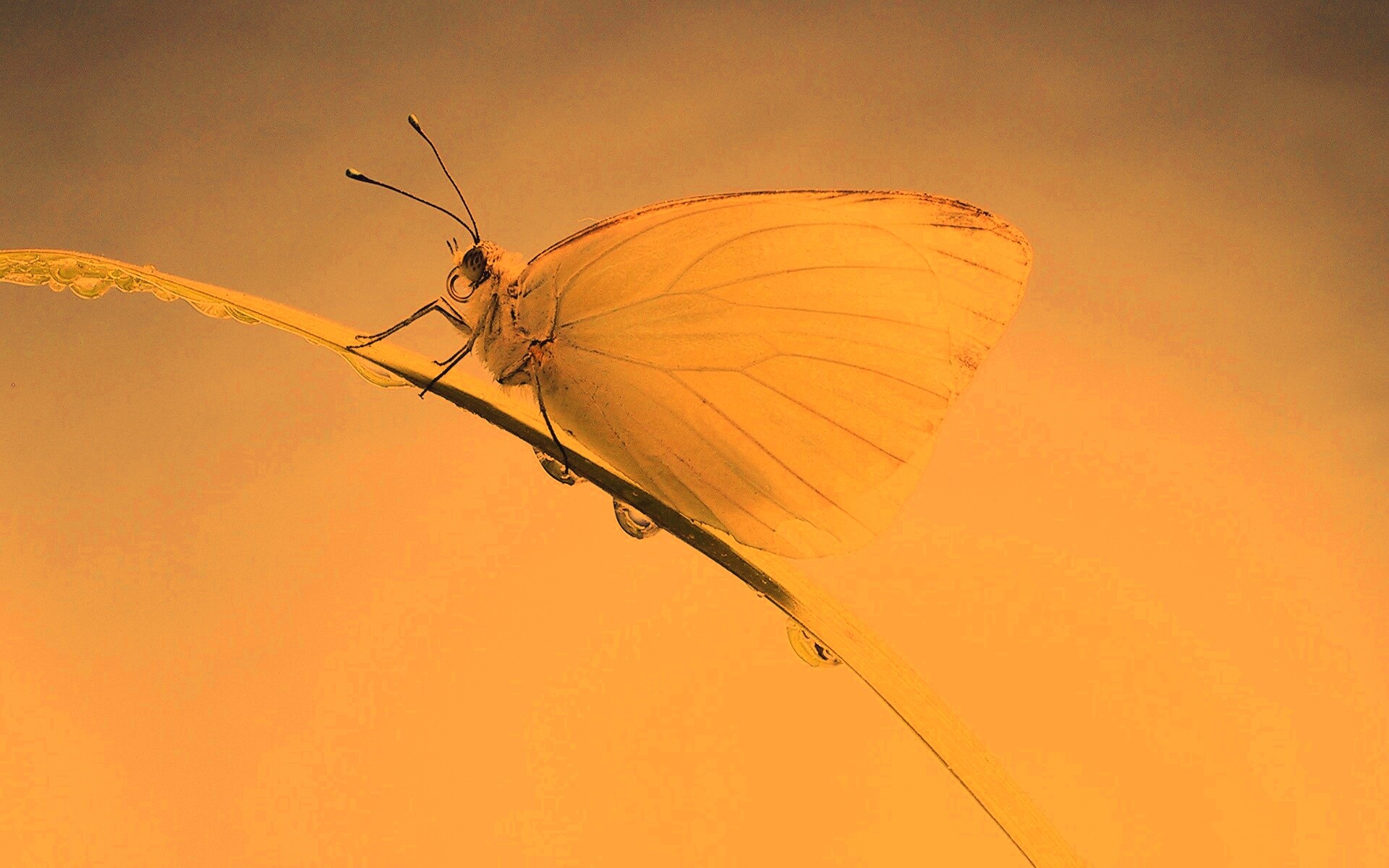 Жёлтая бабочка на стебельке обои