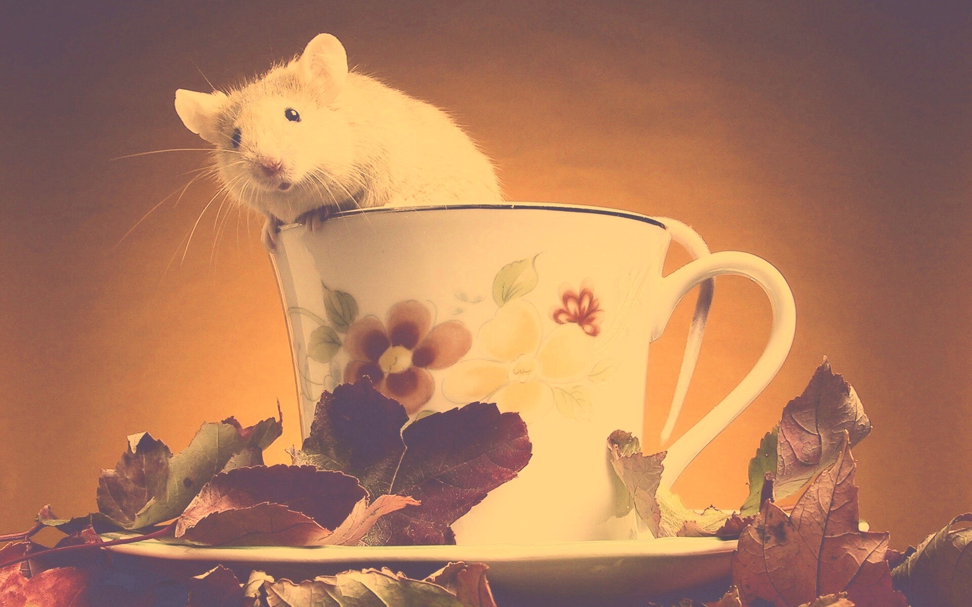 Мышонок выбирается из чашки обои