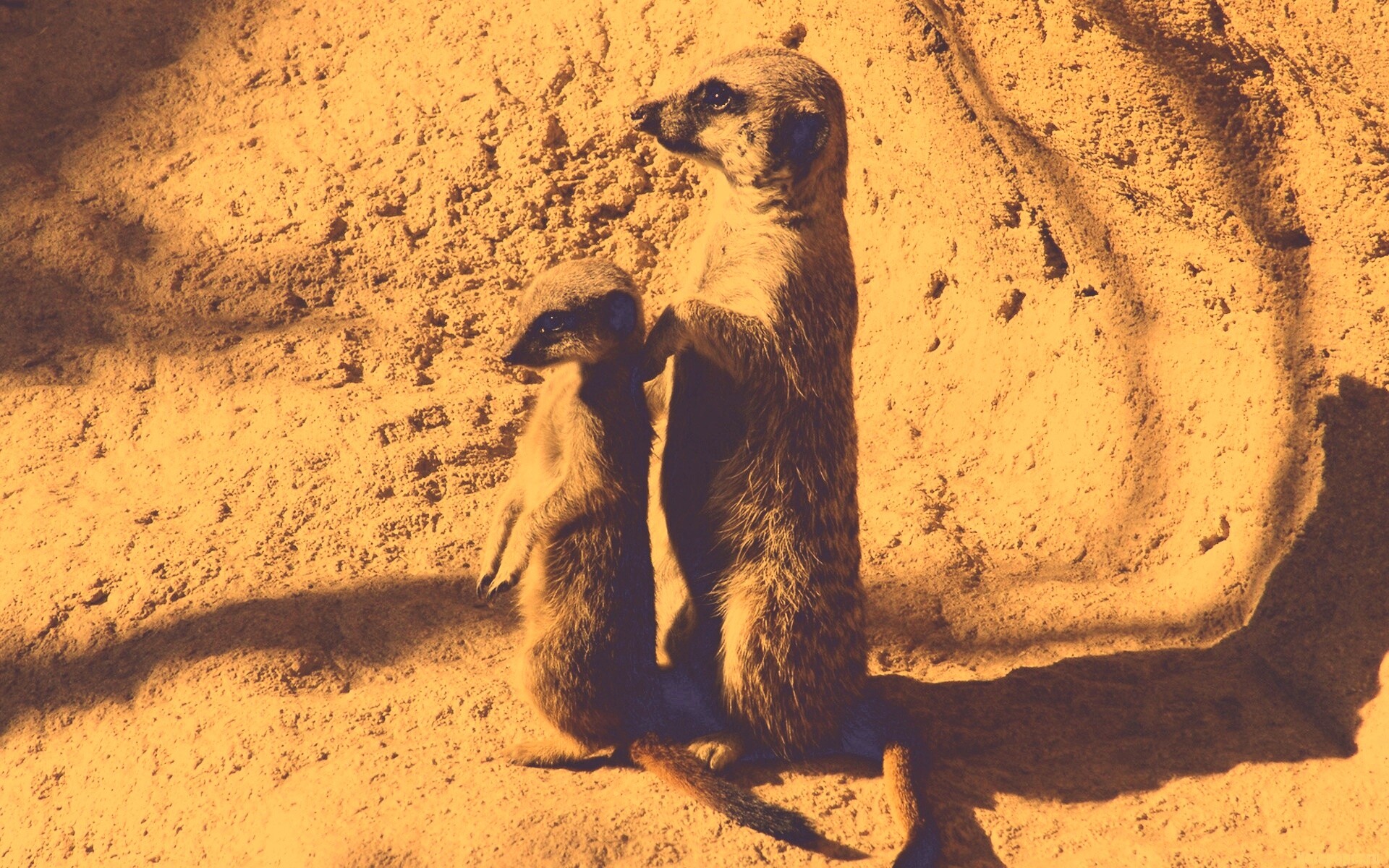 Сурикаты на страже отчизны обои