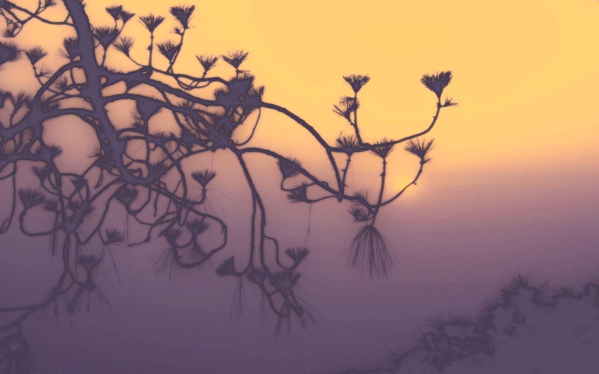 Ленкоранская акация на фоне синего заката обои