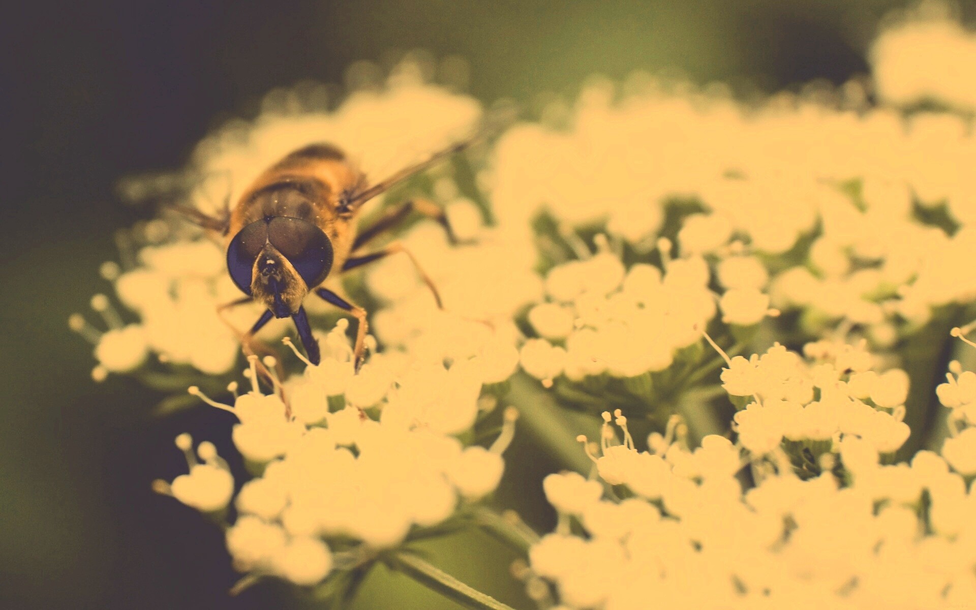 Пчела на нежный белых цветах обои