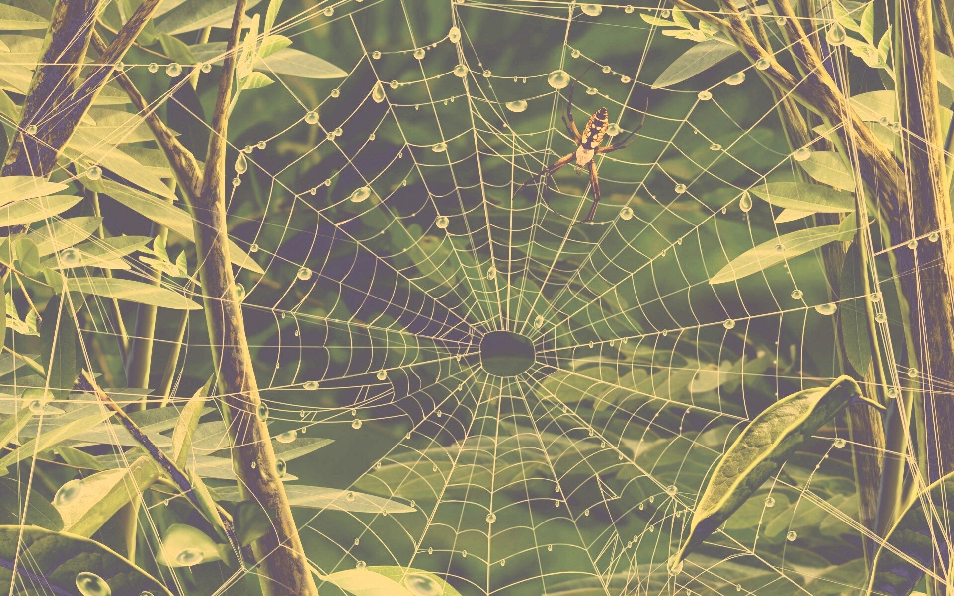 Паутина и паук обои