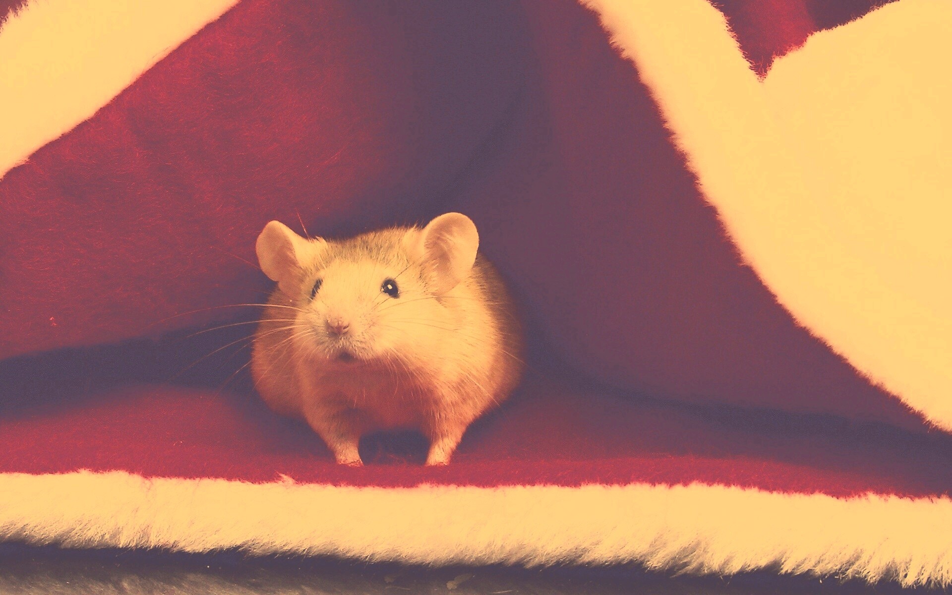 Толстый новогодний мышонок обои