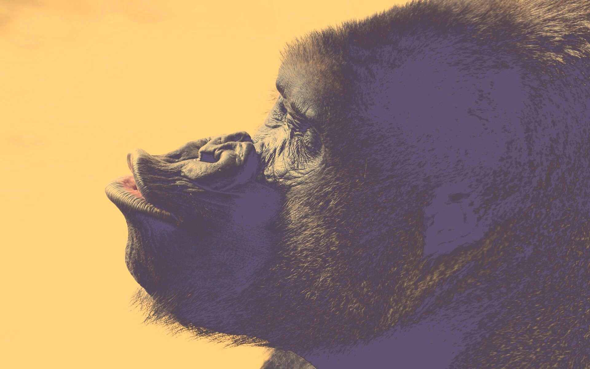 Горилла корчит рожи обои