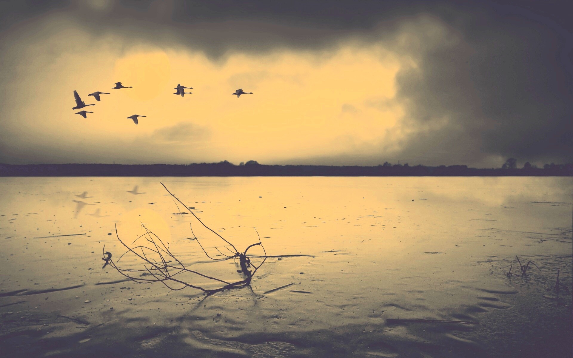 Полет птиц над озером обои