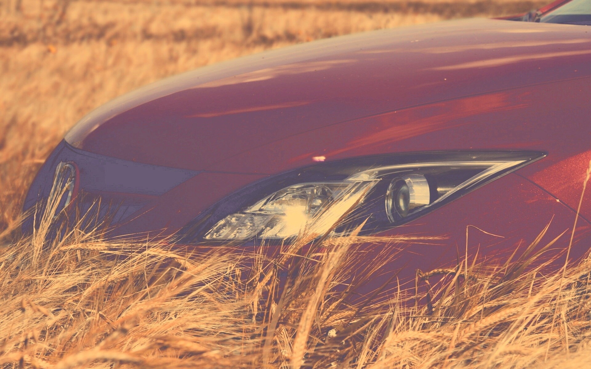 Мазда в пшенице обои