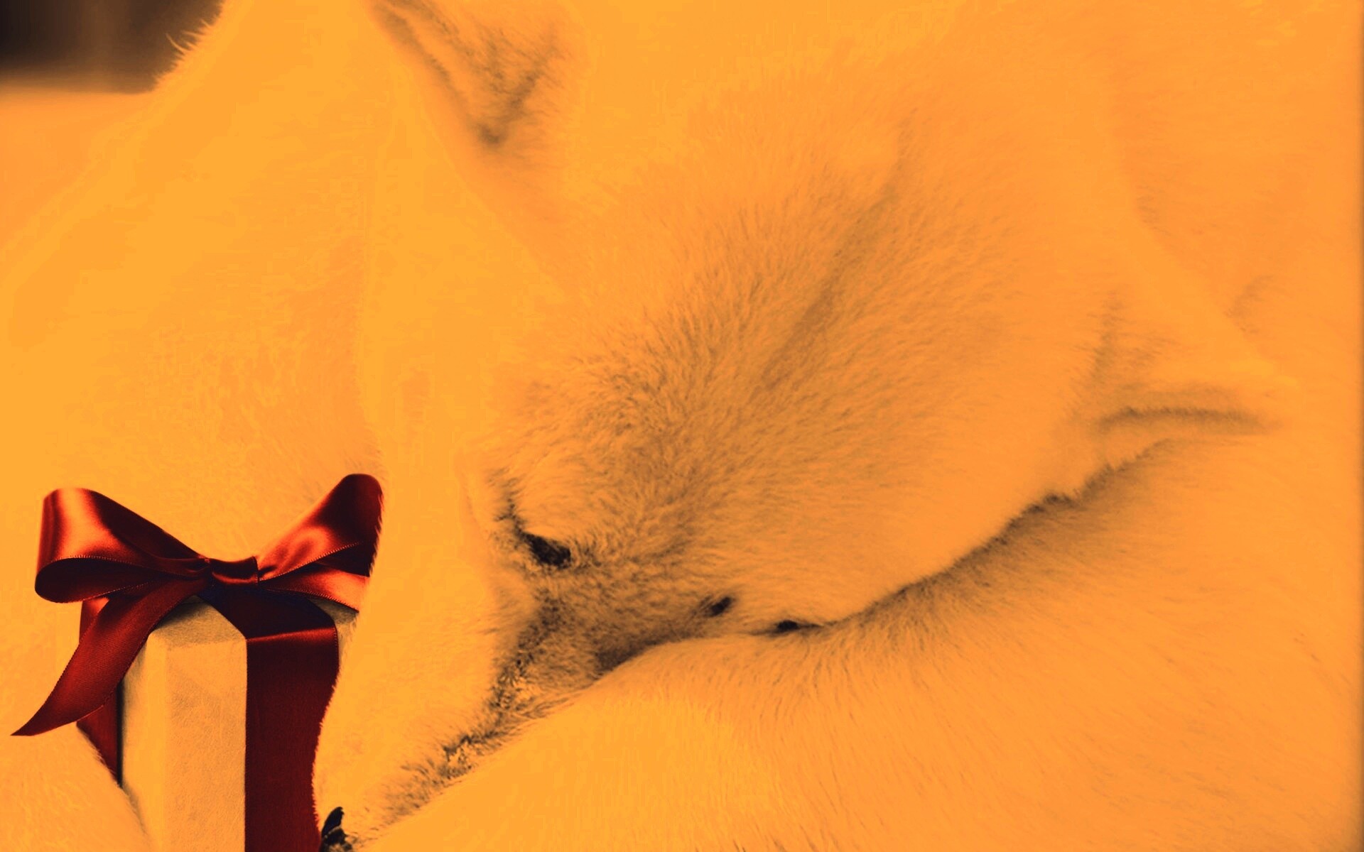 Белый мишка с подарком обои