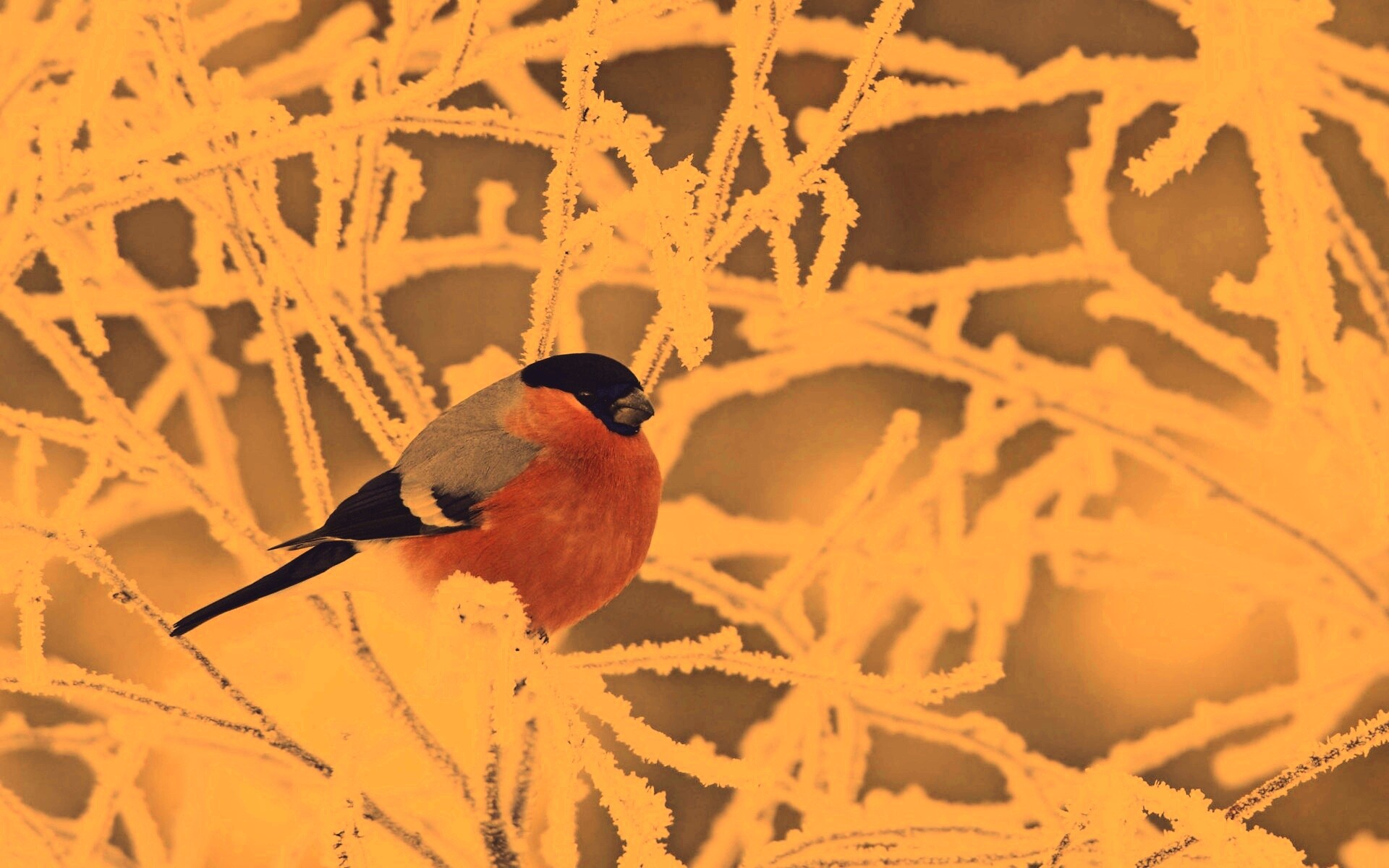 Снегирь на ветке обои