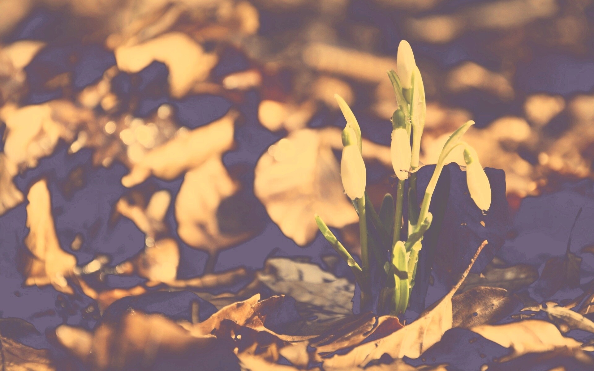 Первые весенние цветы обои