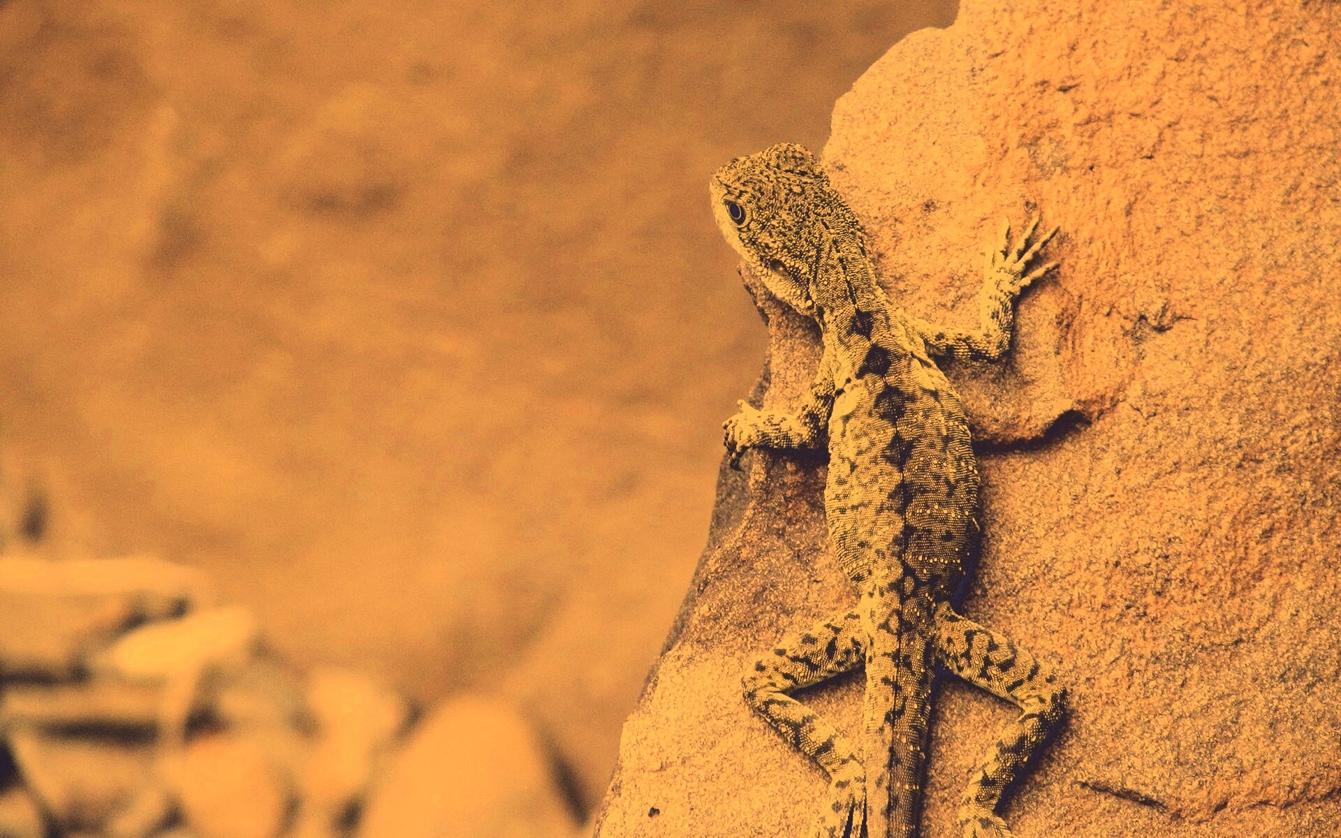 Ящерица на камне обои