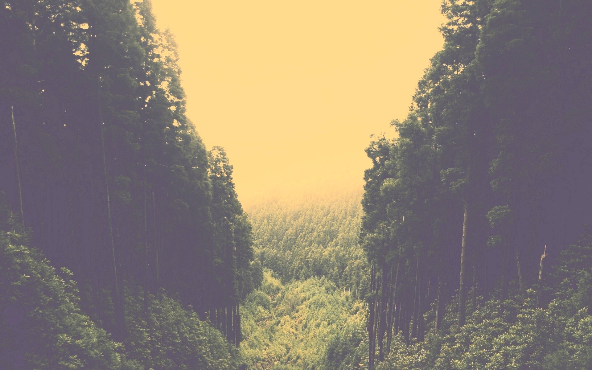 Густой лес обои