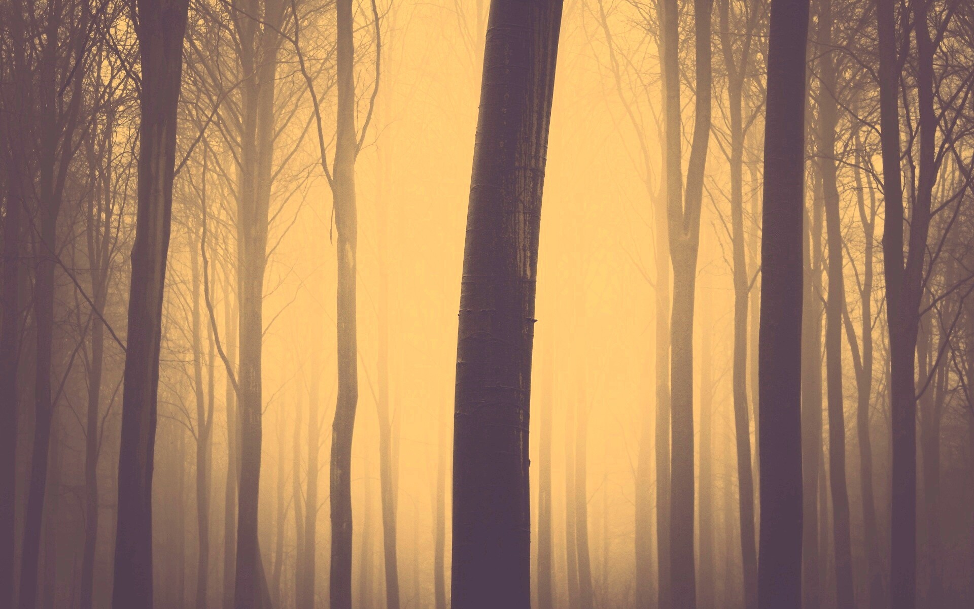 Туман в лесу обои