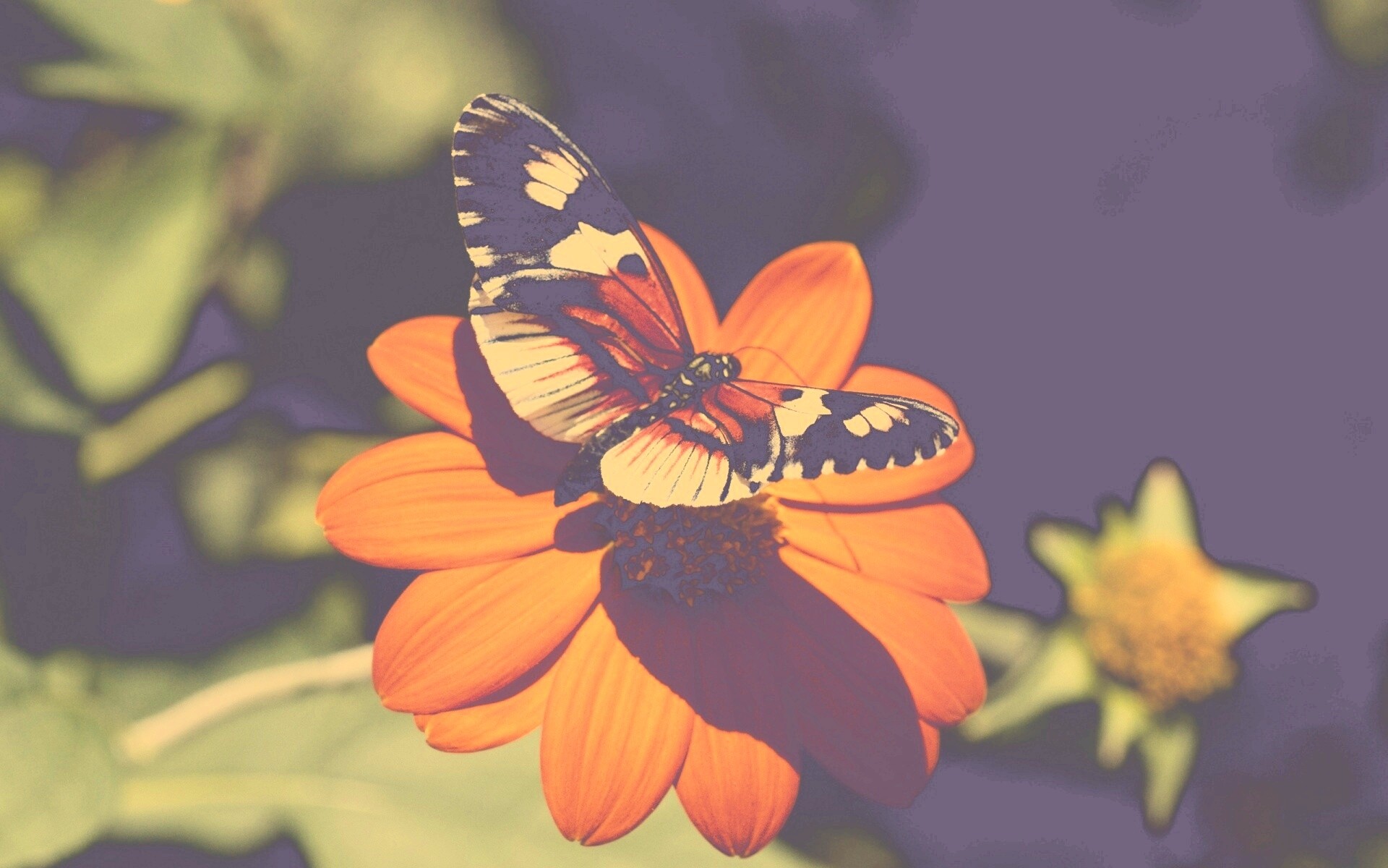 Бабочка на цветке обои