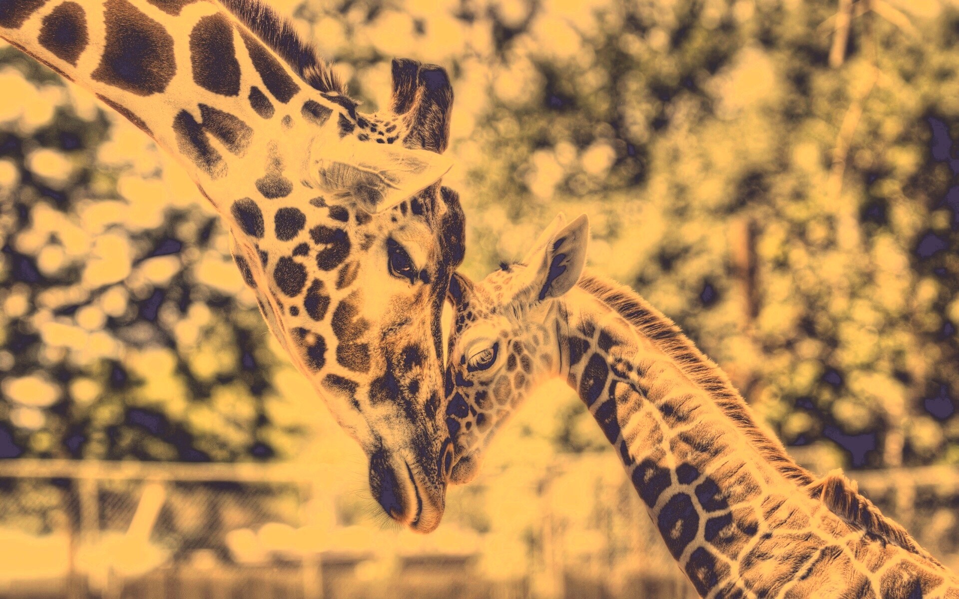 Жирафа и жирафёнок обои