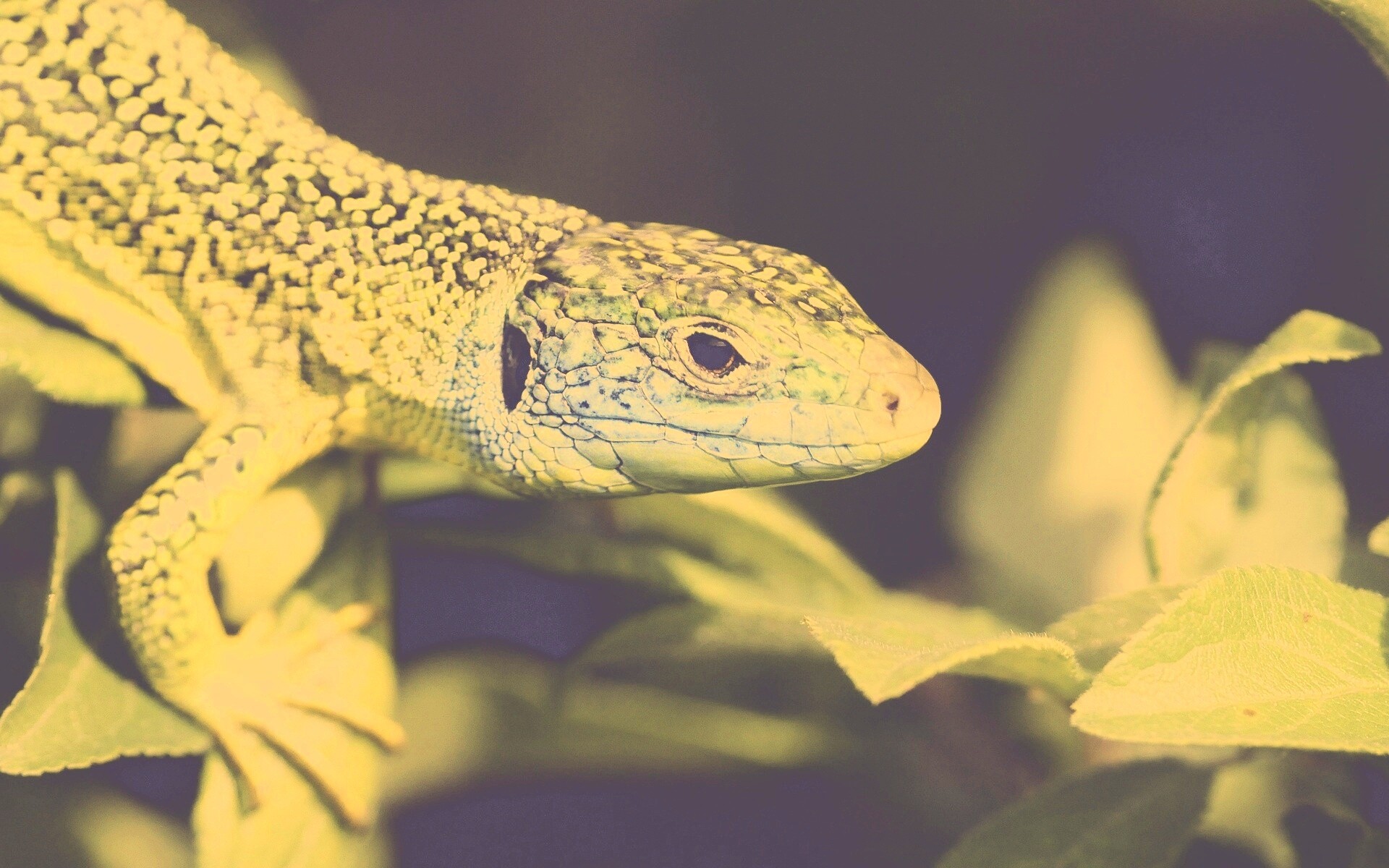 Ящерка на листьях обои