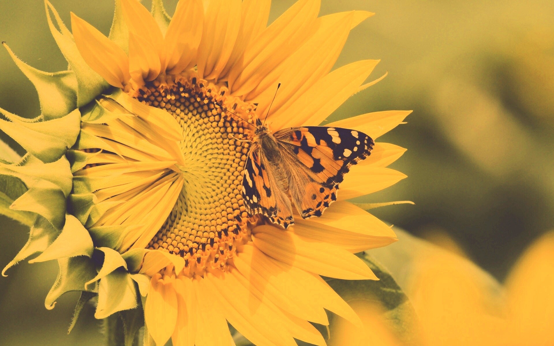 Бабочка на подсолнухе обои