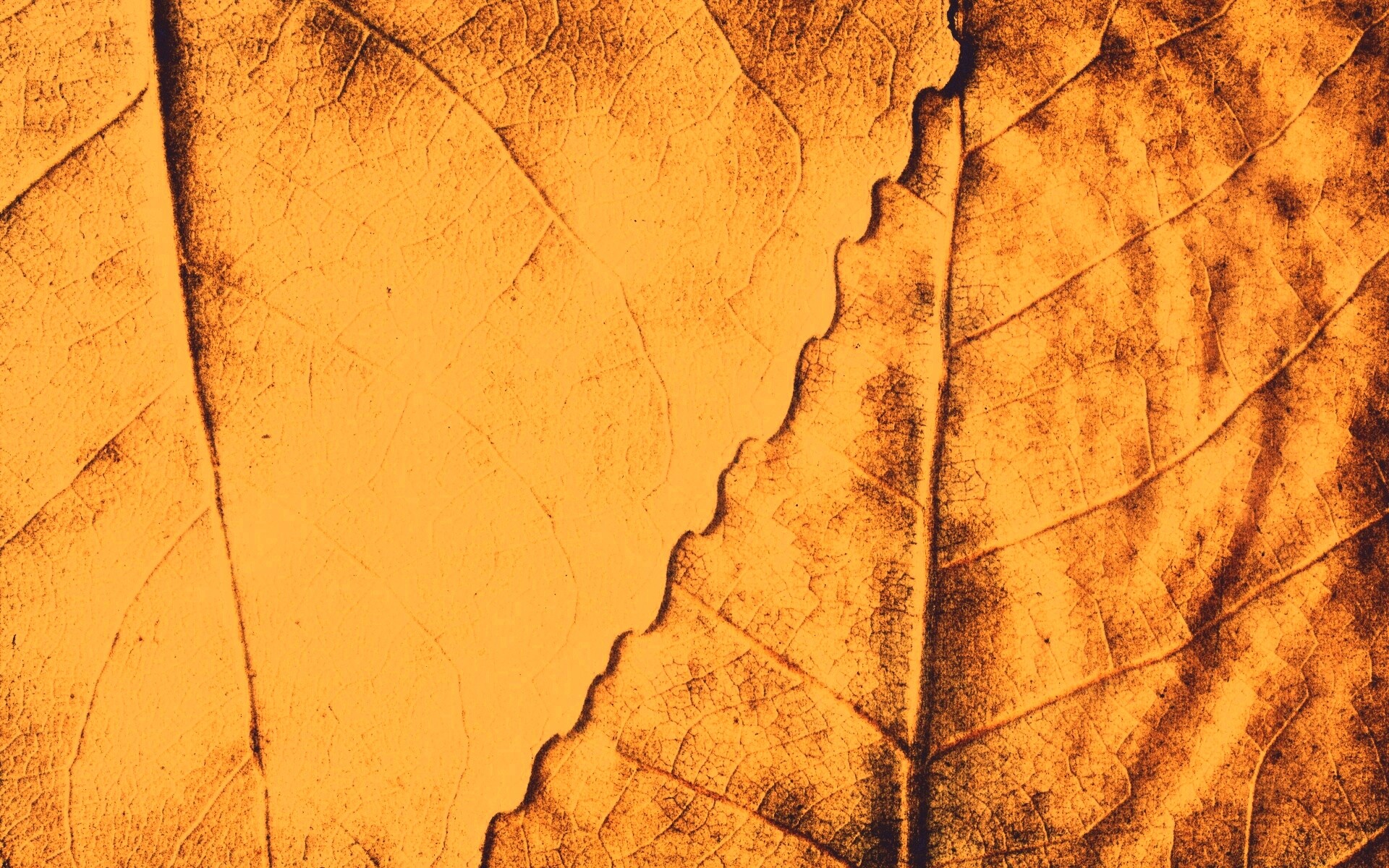 Текстура желтых увядших листьев обои