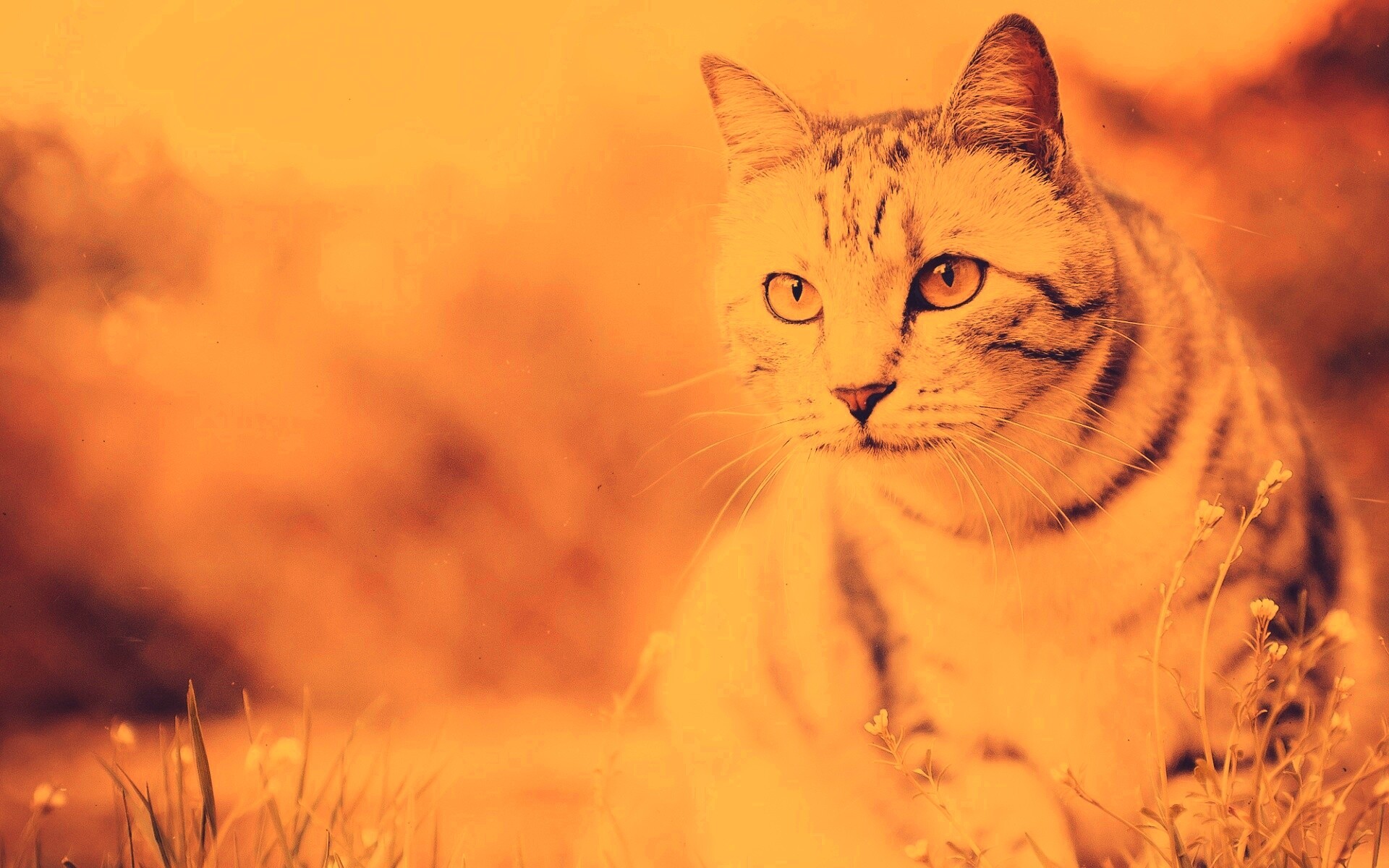 Кот в теплых тонах обои