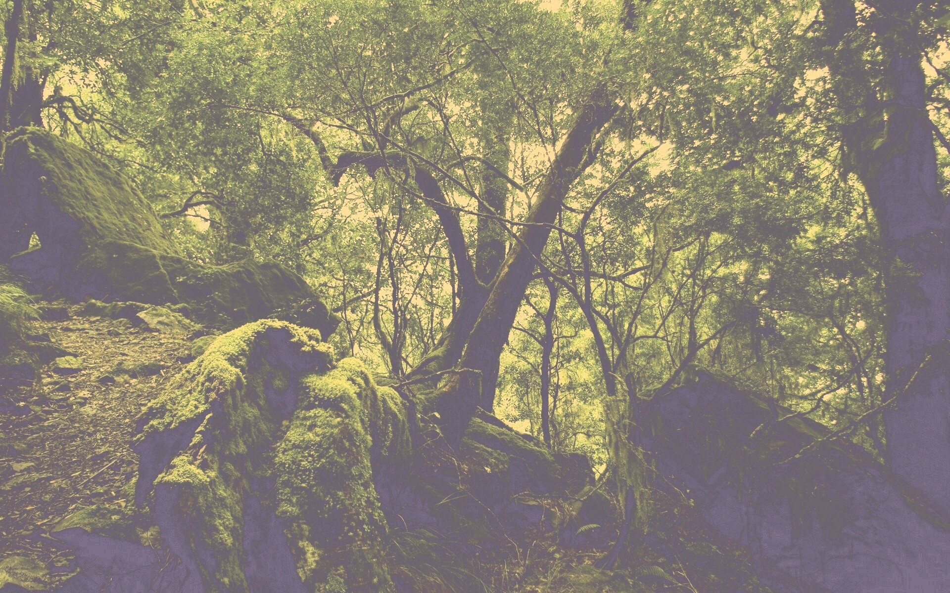 Чаща мшистого леса обои