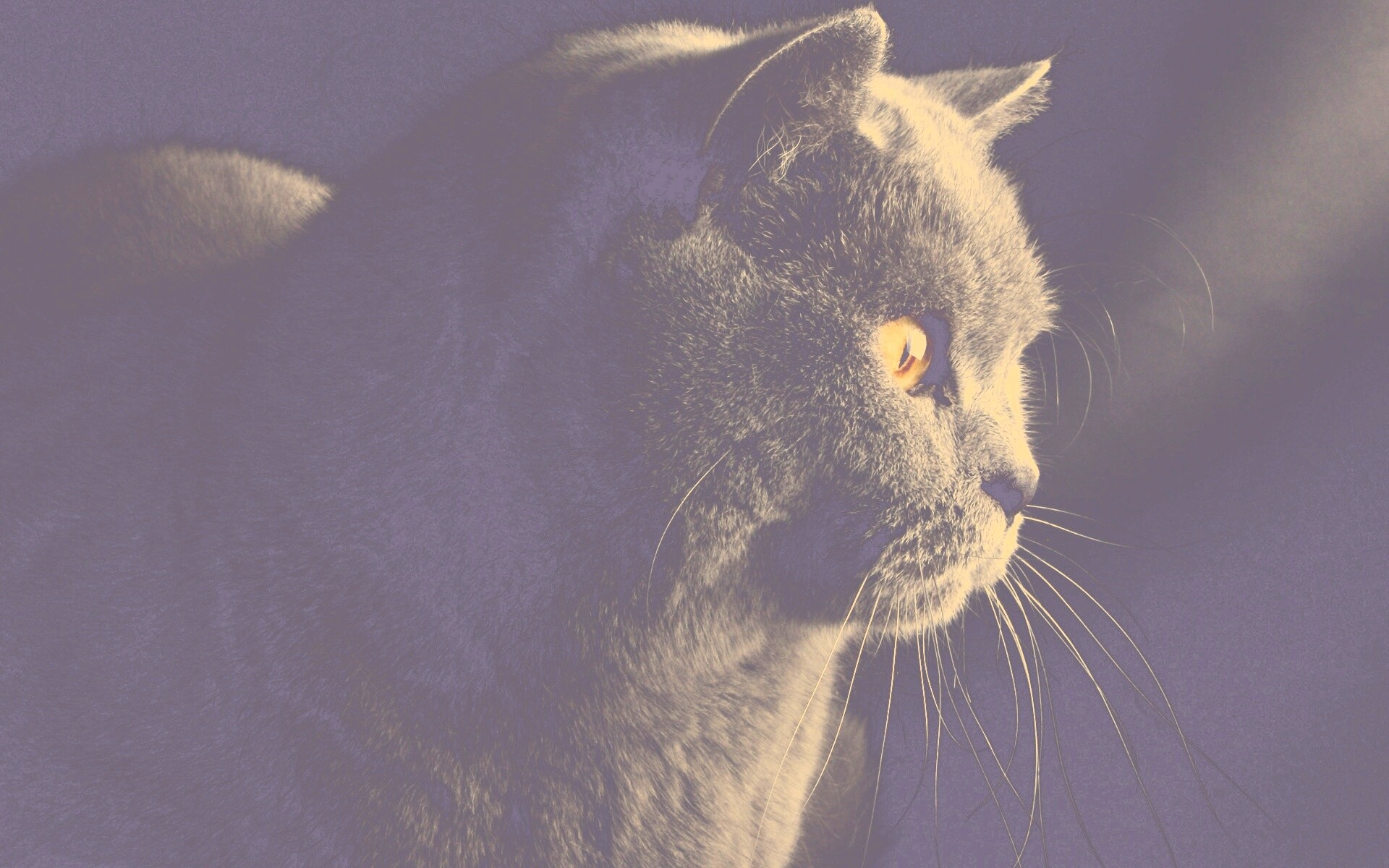 Плюшик  обои