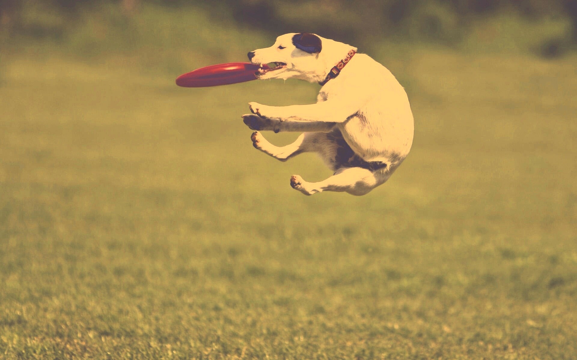 Ловкач обои