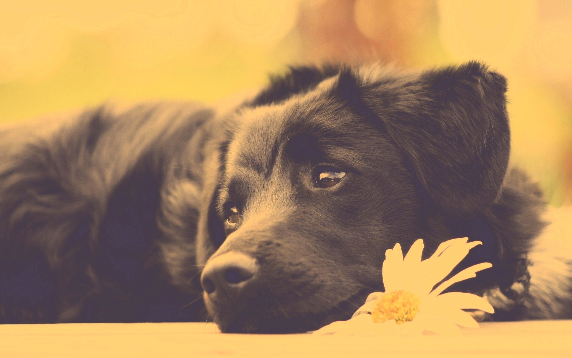 Собака с ромашкой обои