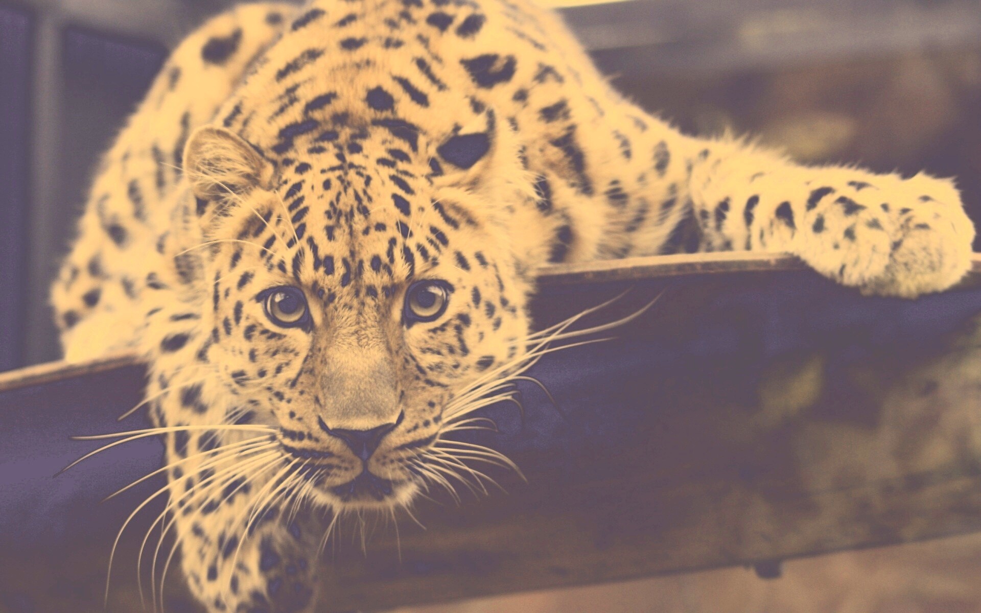 Леопард в зоопарке обои