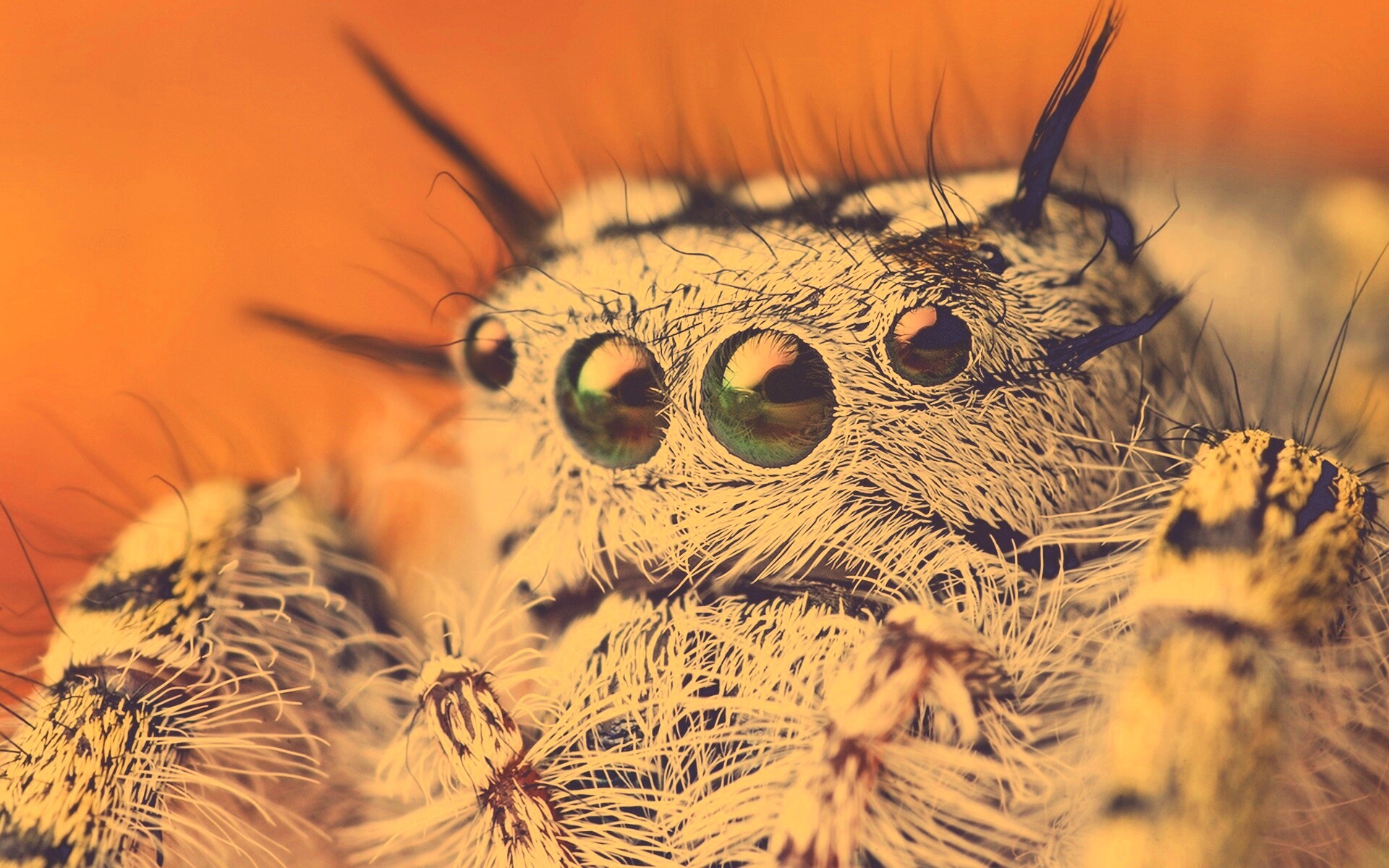 Паук в макро обои