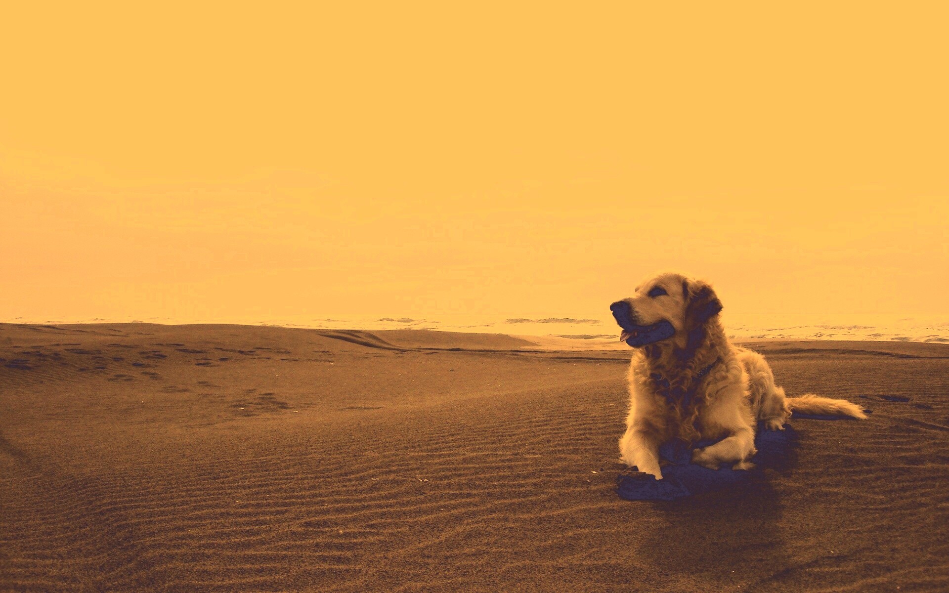 Красивая собака на оранжевом песке обои