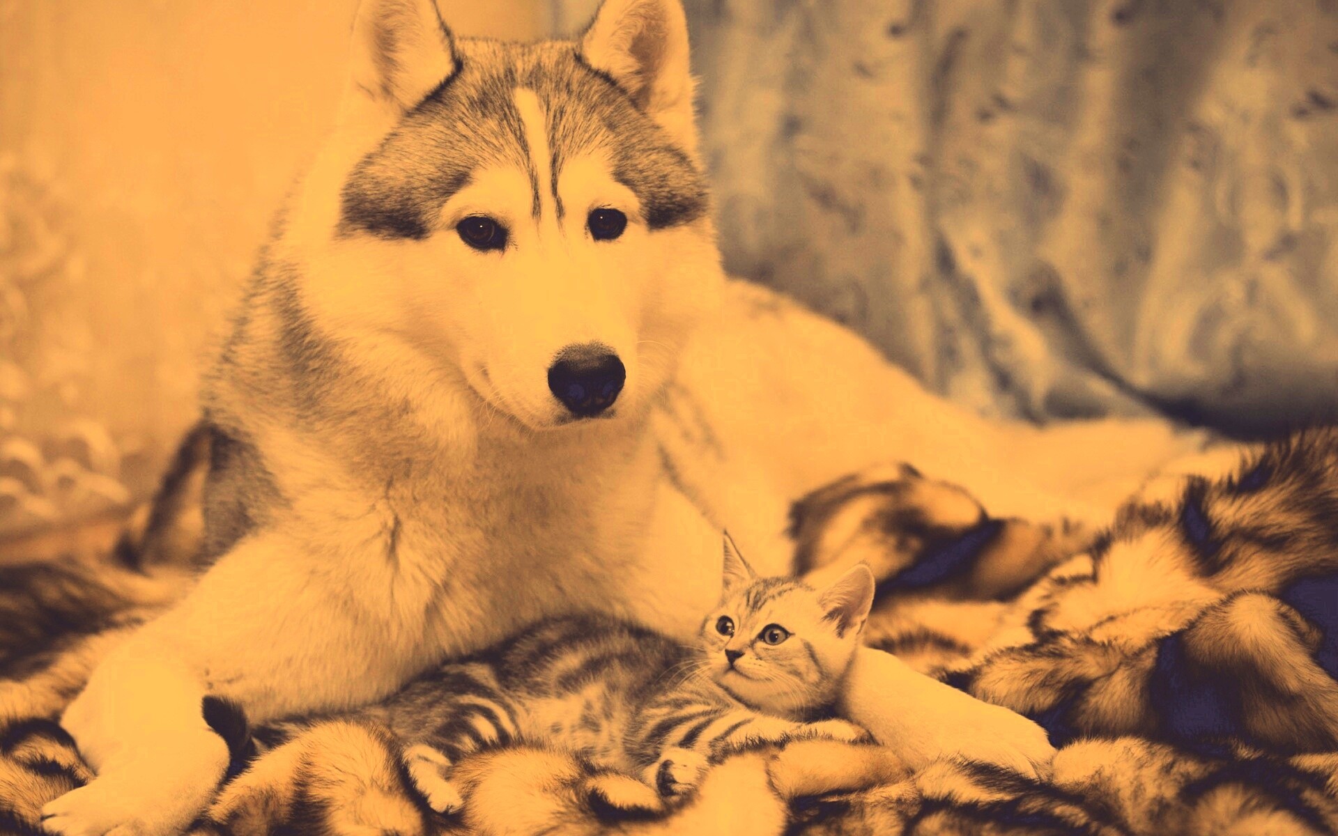 Собака и котенок обои