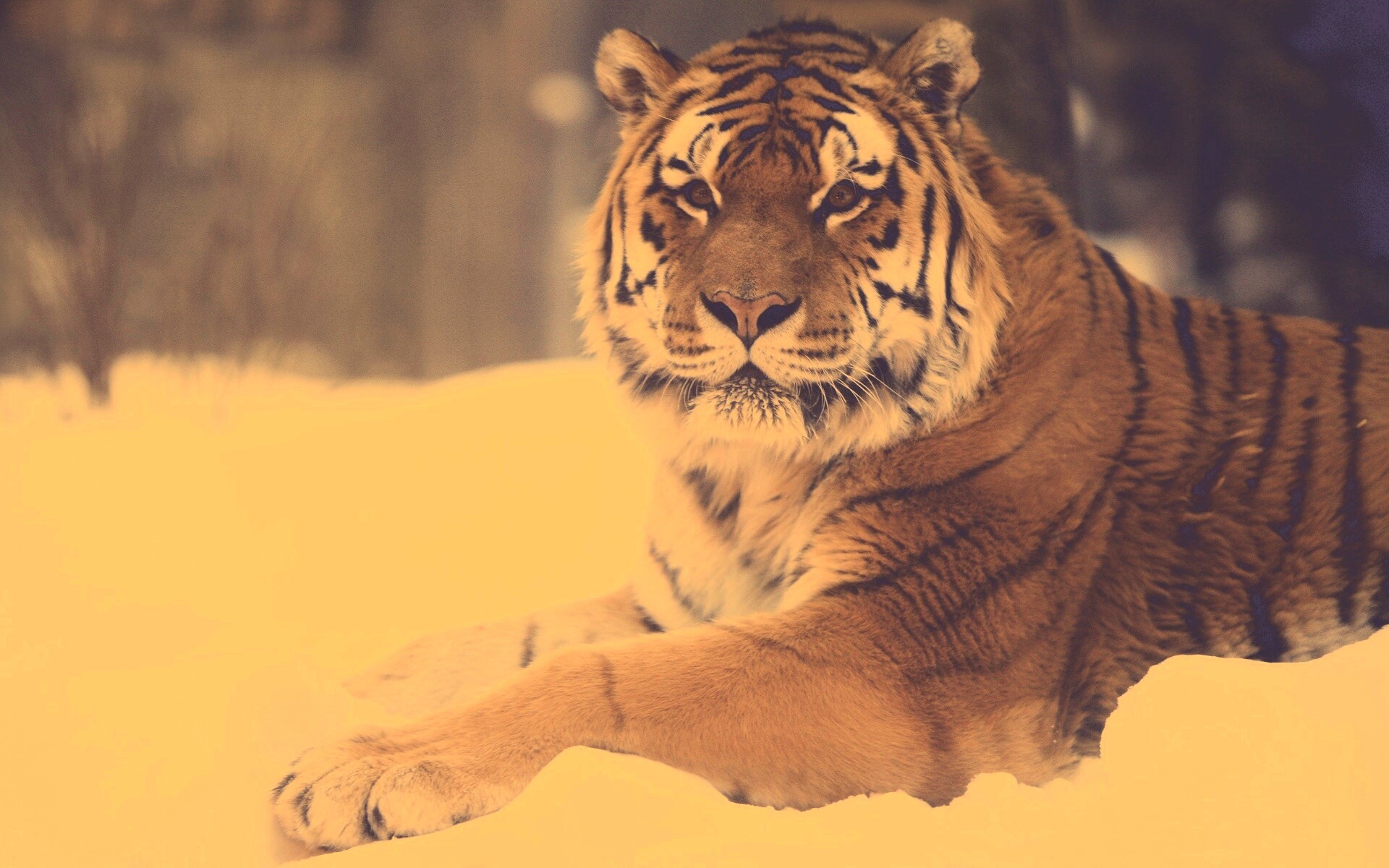 Тигр в снегу обои