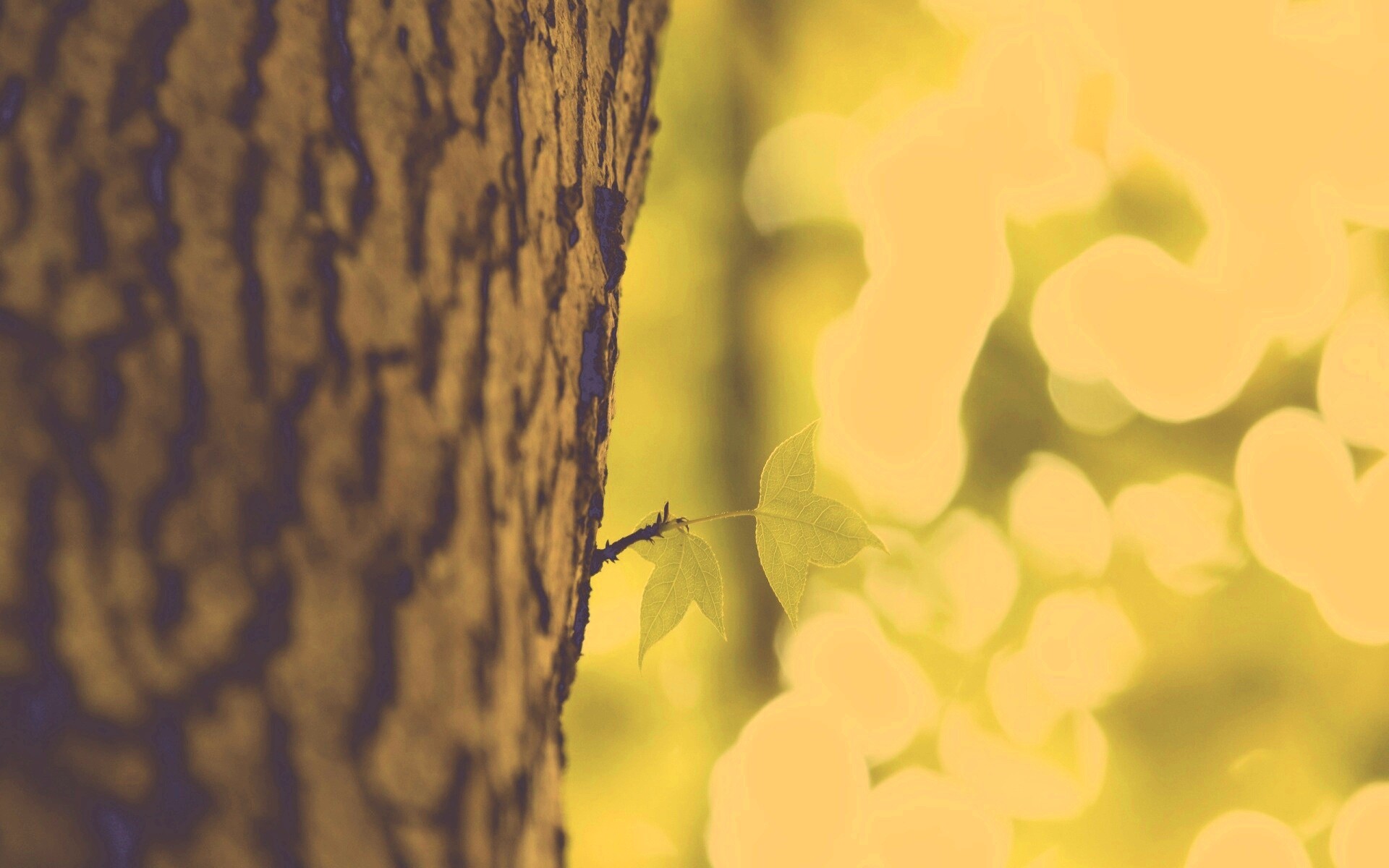Листок на стволе дерева обои