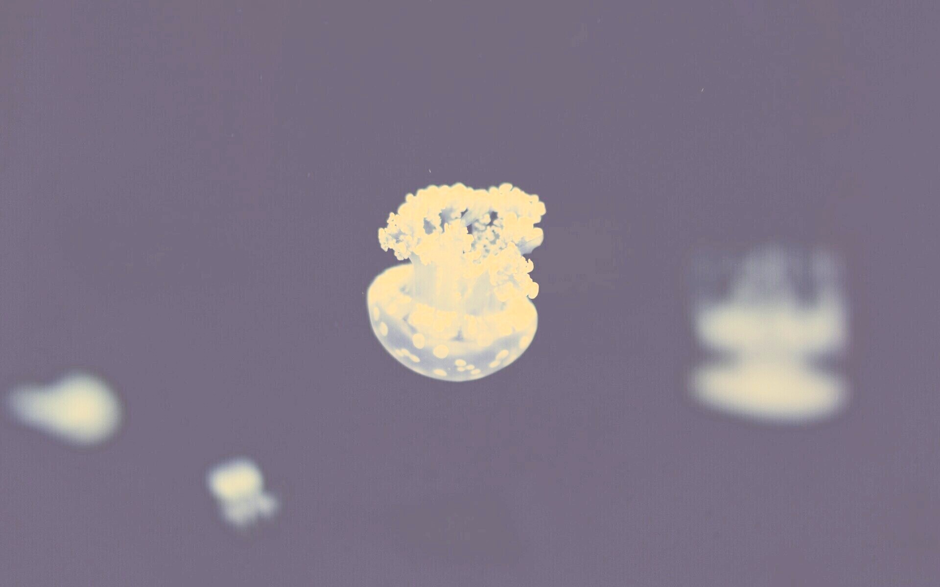 Медуза обои