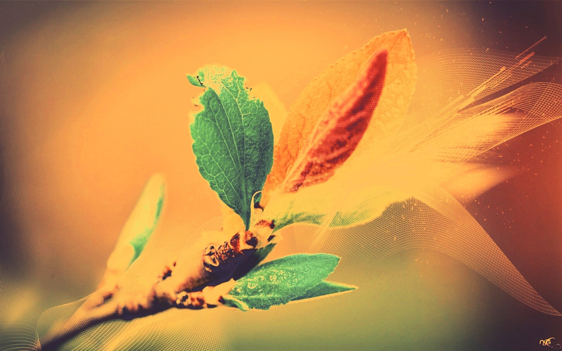 Разноцветные листья обои