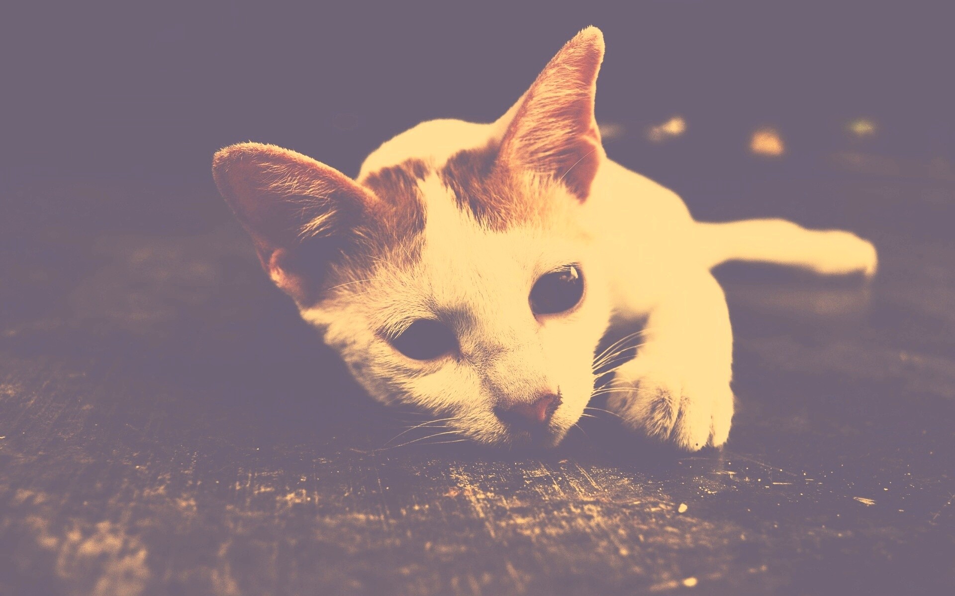 Белый кот на черном полу обои