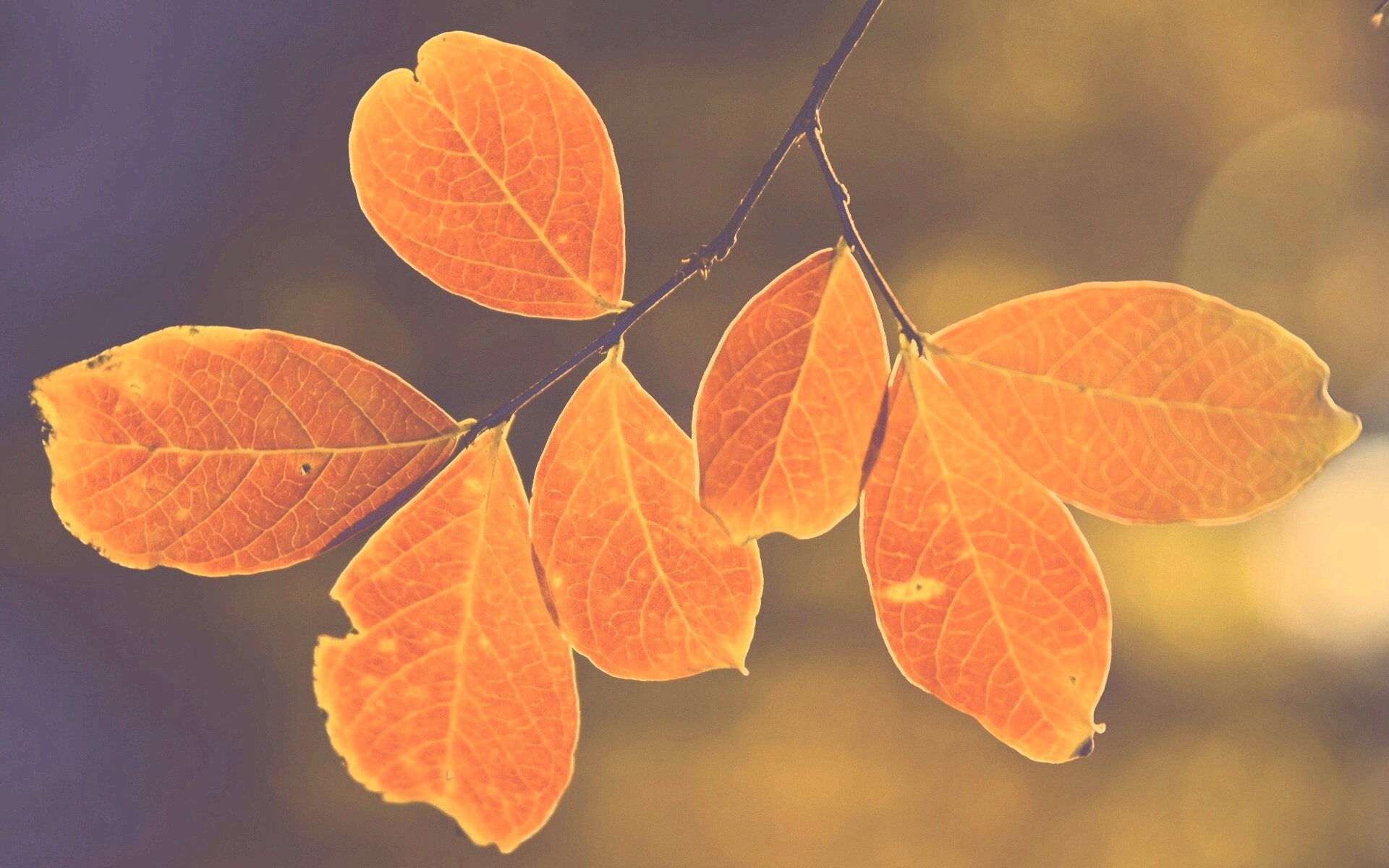 Ветка с оранжевыми листьями обои