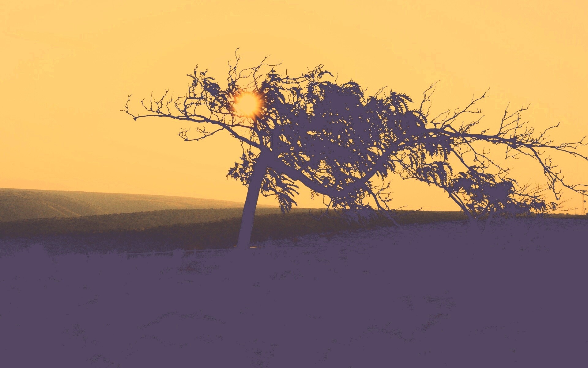 Дерево на закате обои