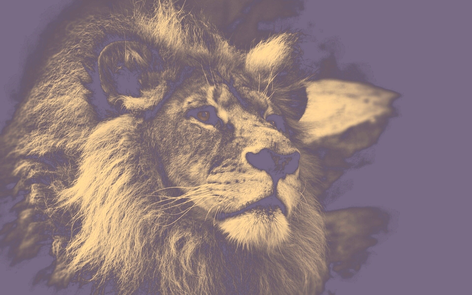 Гордый черно-белый лев обои