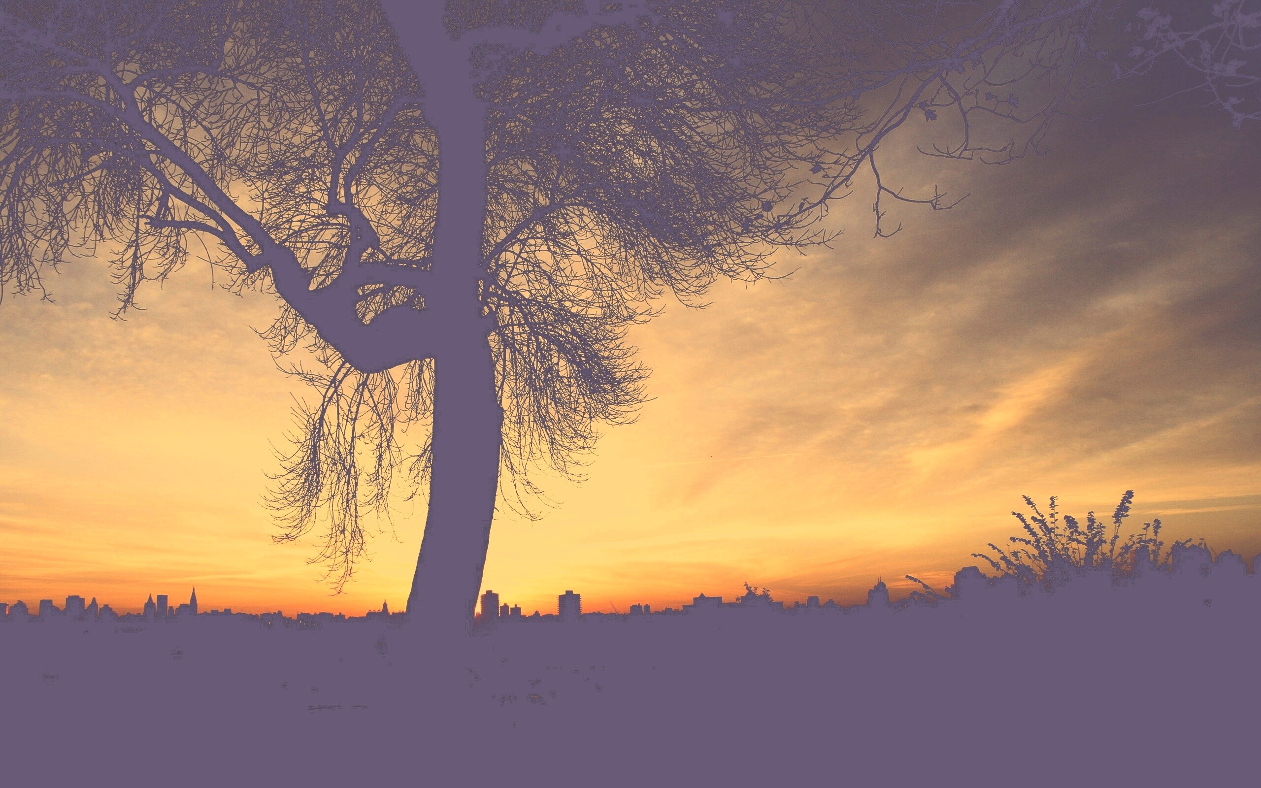 Одинокое дерево обои