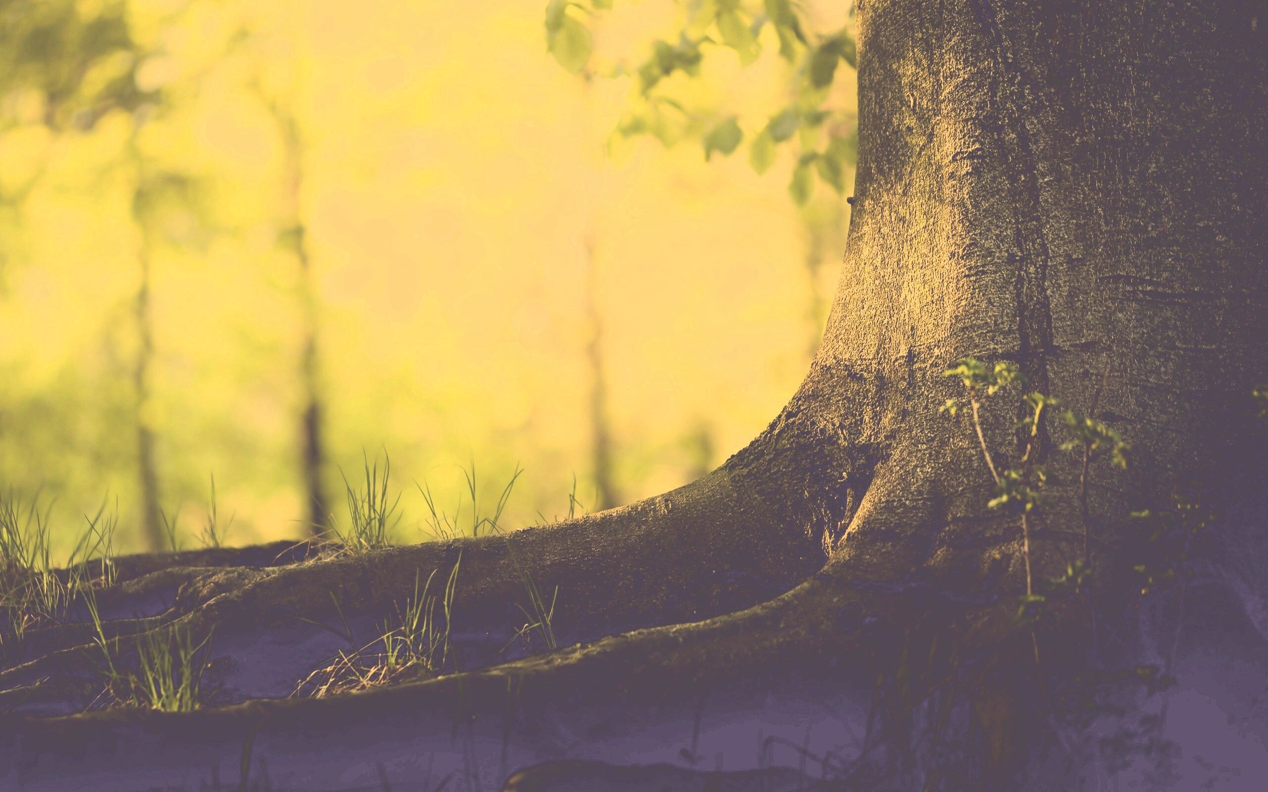 Корни дерева обои