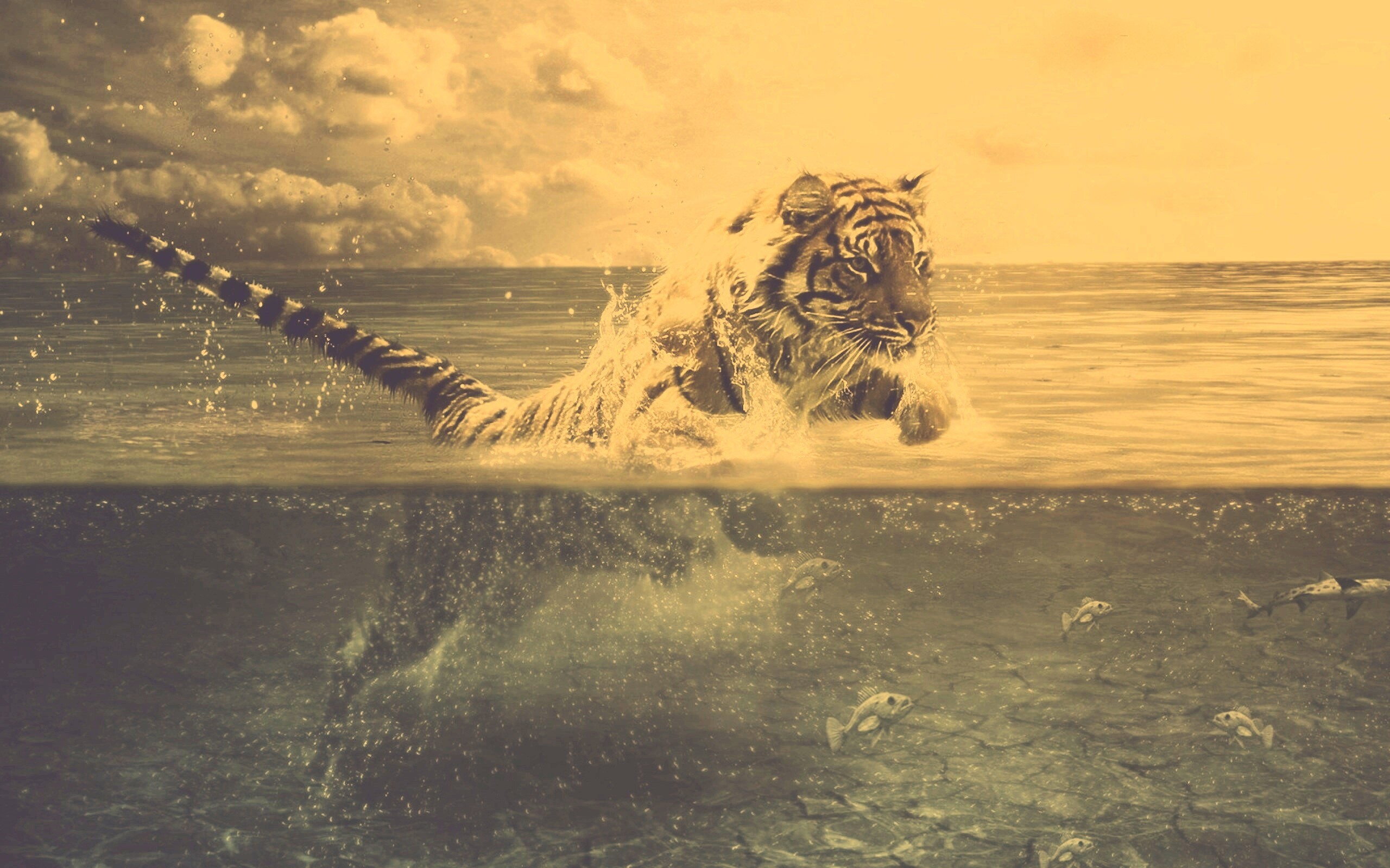 Тигр купается обои