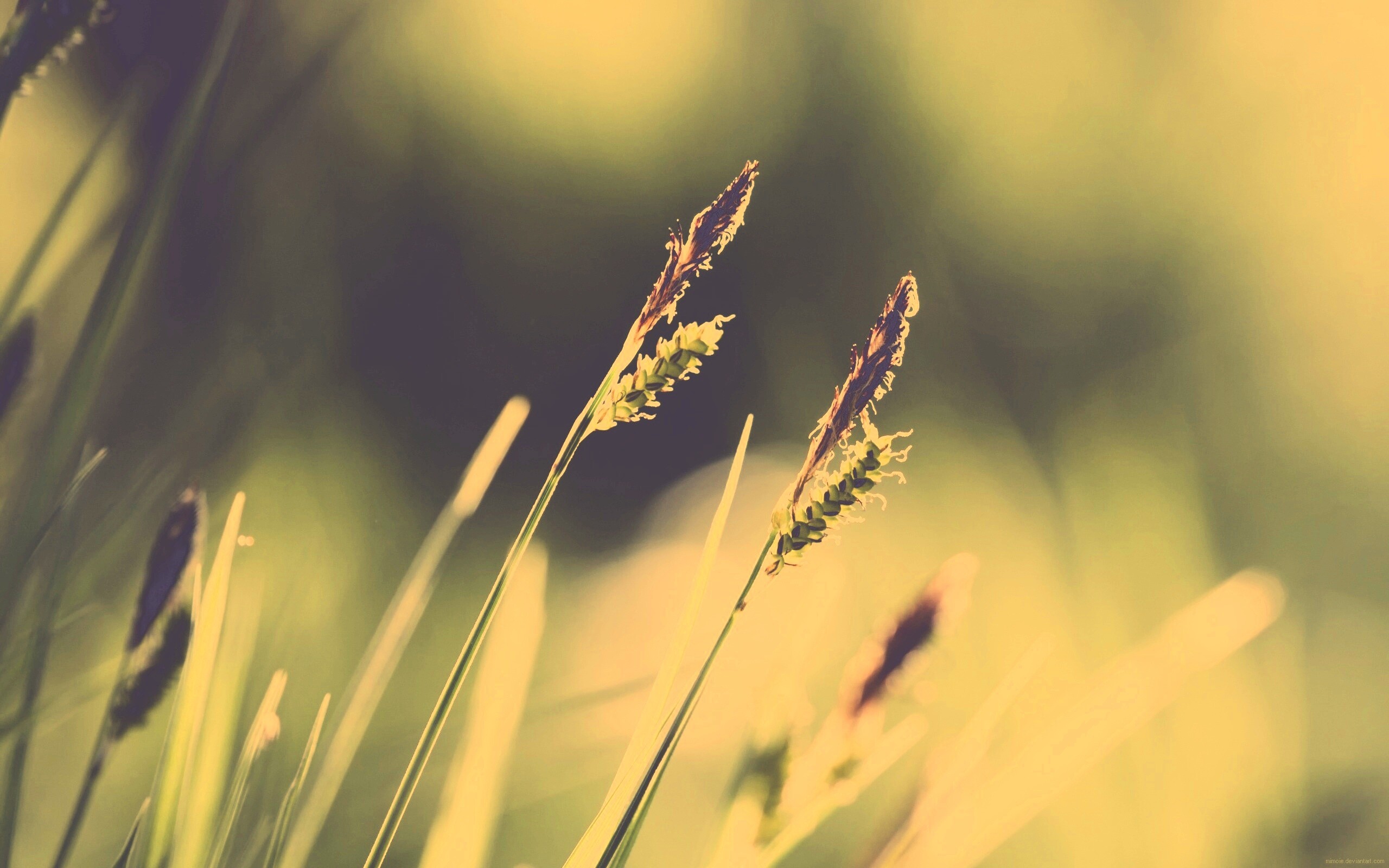 Макро фото луговой травы обои