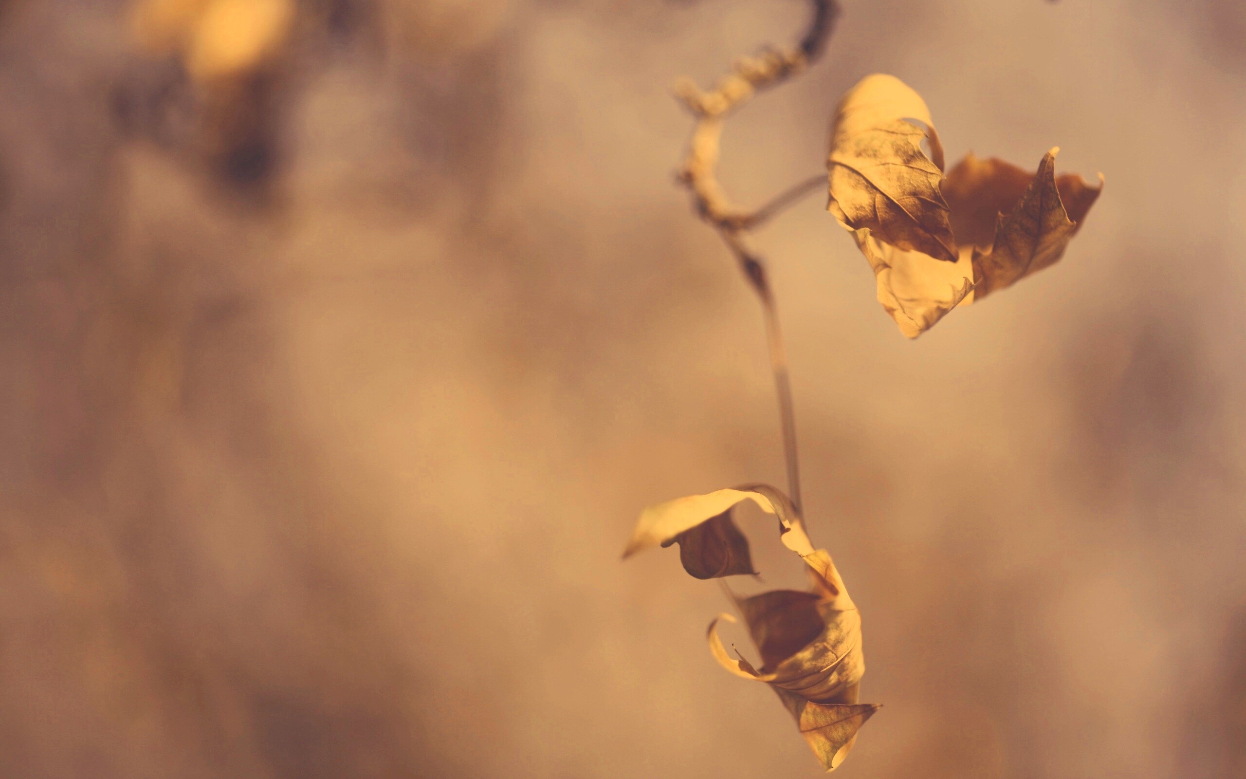 Увядшие листья обои