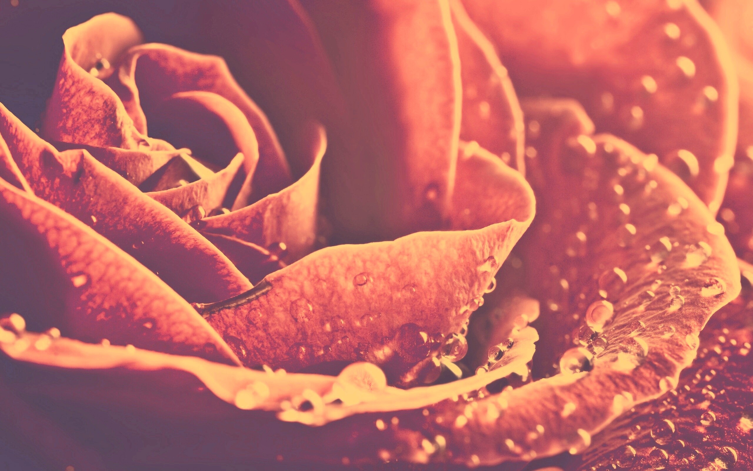 Капли на бутоне розы обои