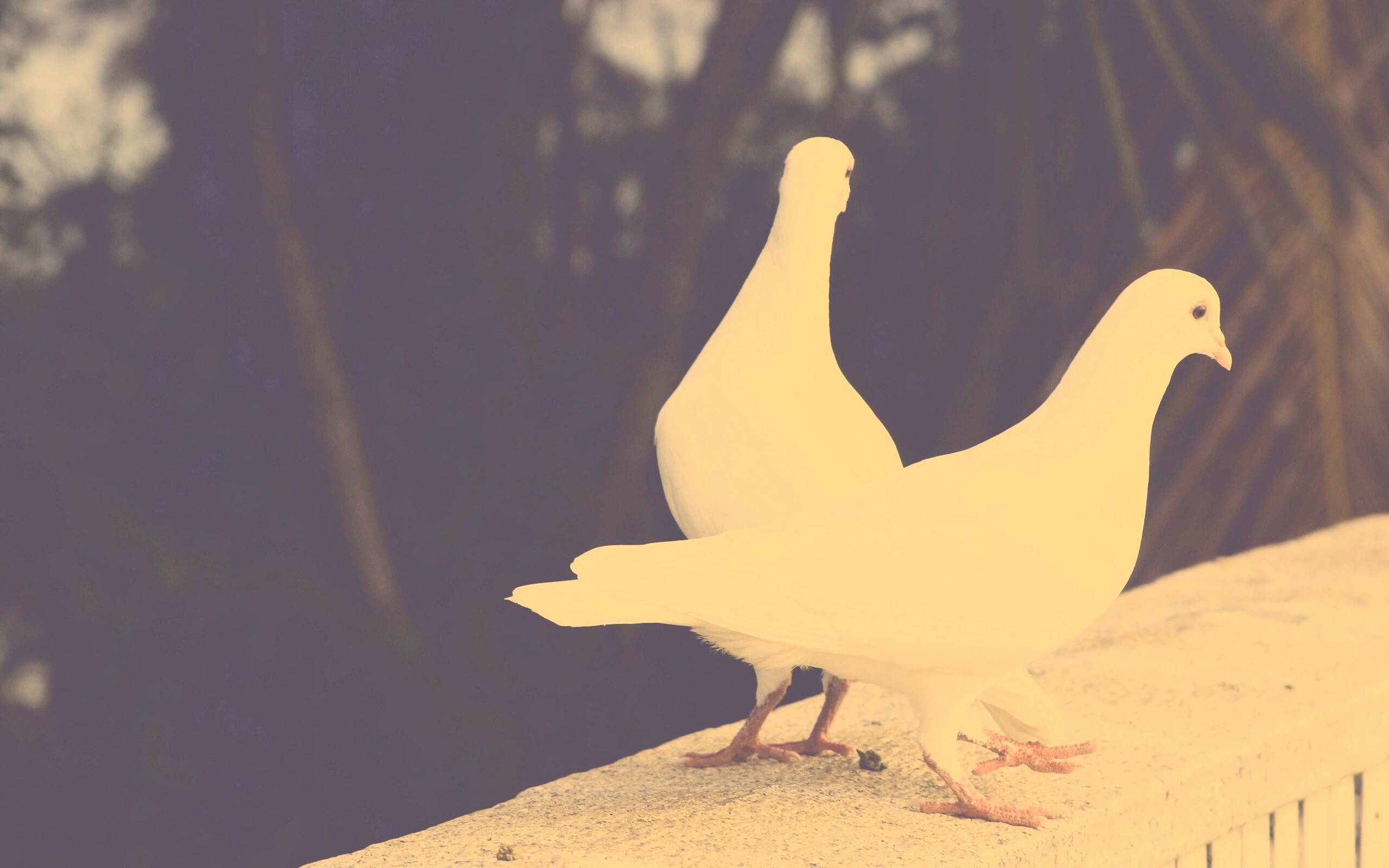 Два белых голубя обои