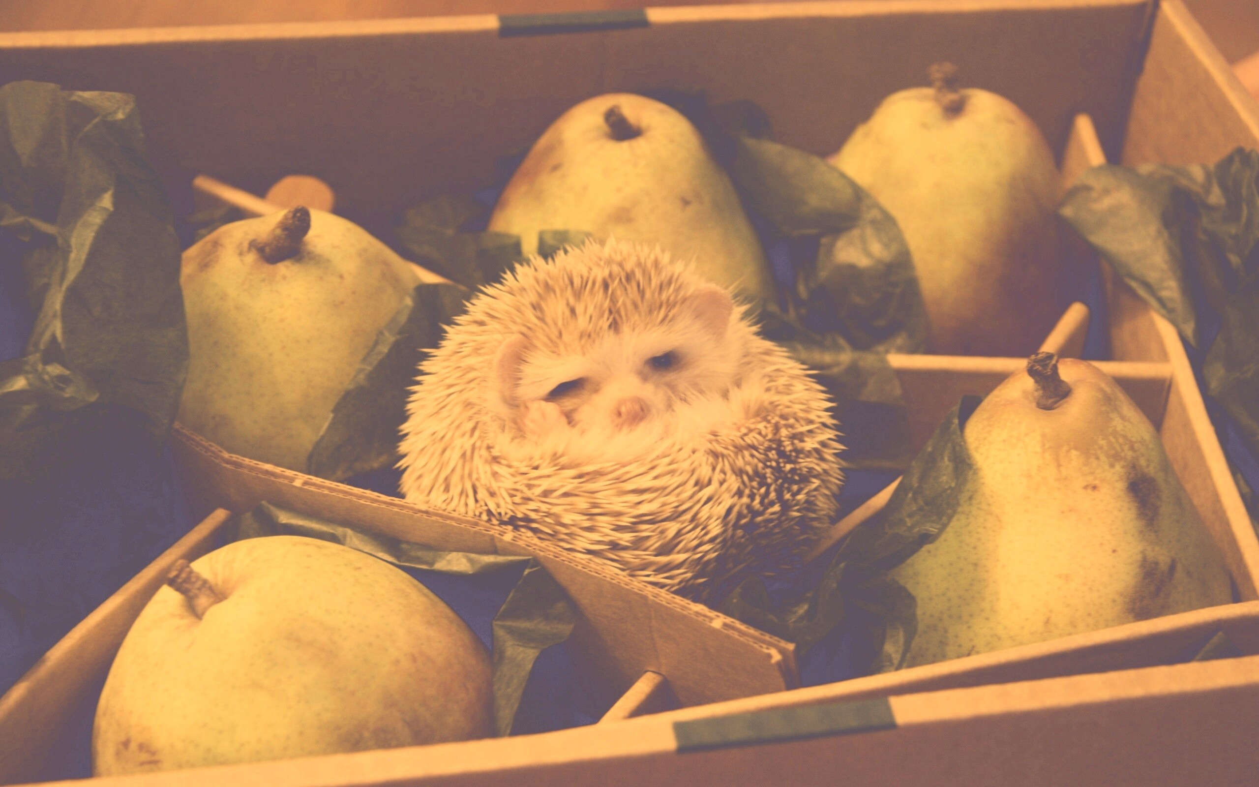 Ёжик в грушах обои