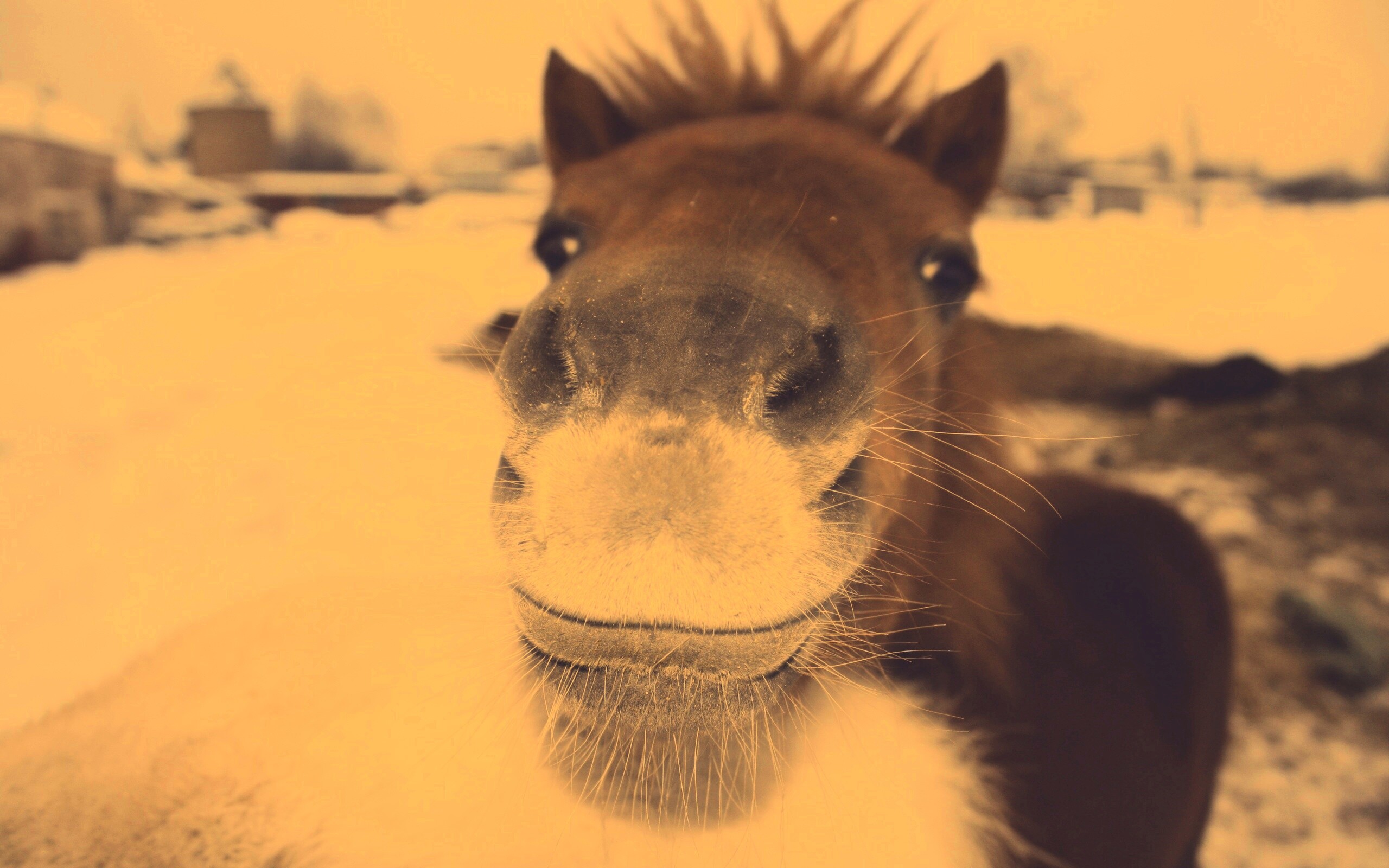 Морда пони обои