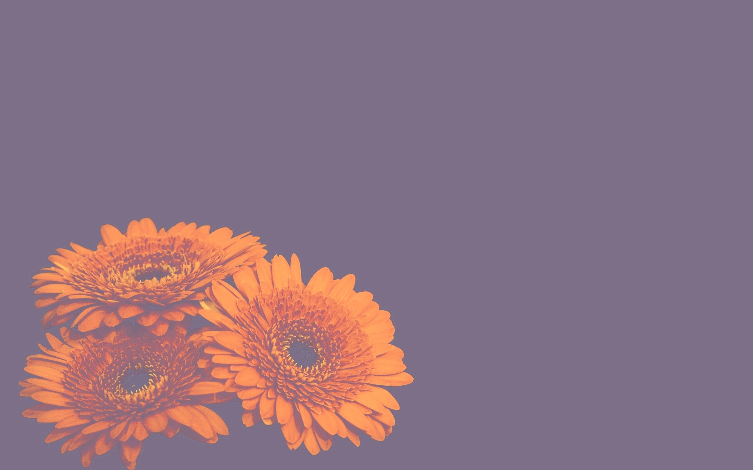 Красные герберы обои